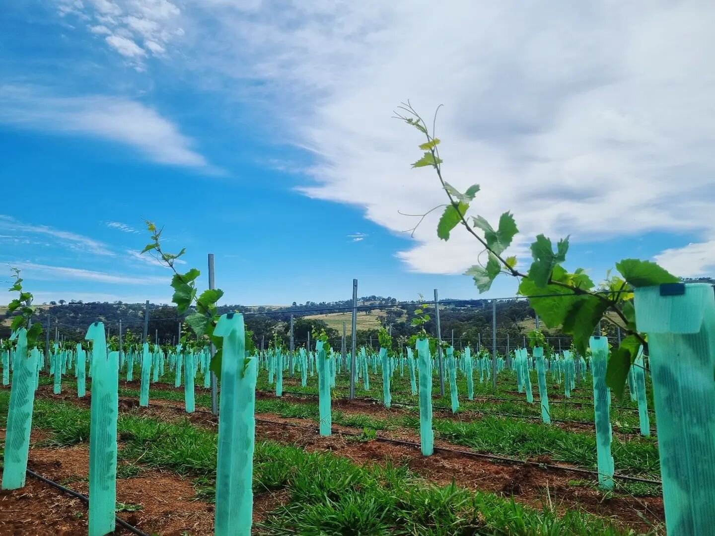 Young vines are thriving. Lots of rain and sunshine.