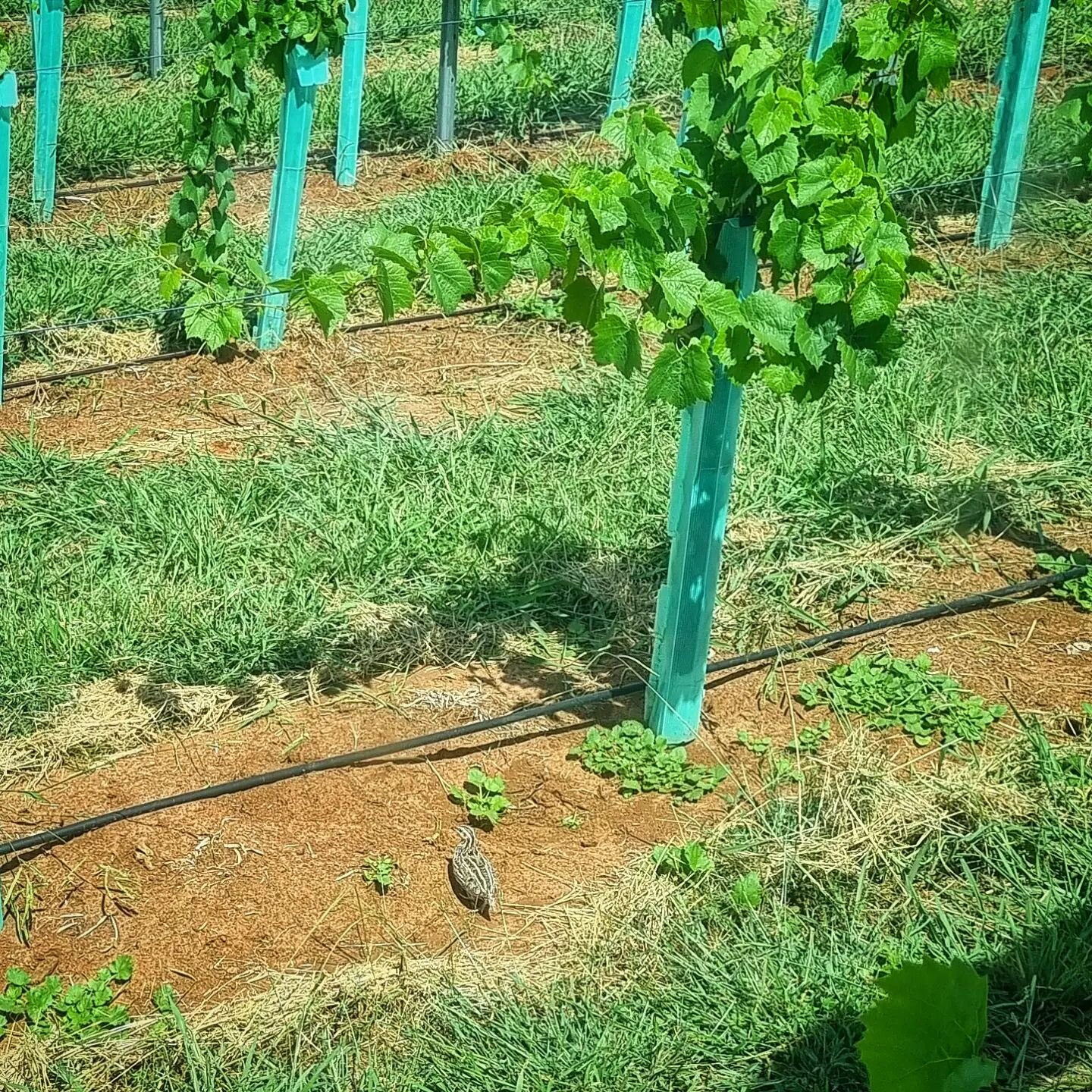 Hiding in plain sight. Quail and Gamay. 🐤🍇 Seems like a natural combination. Neither are on the memu just yet......