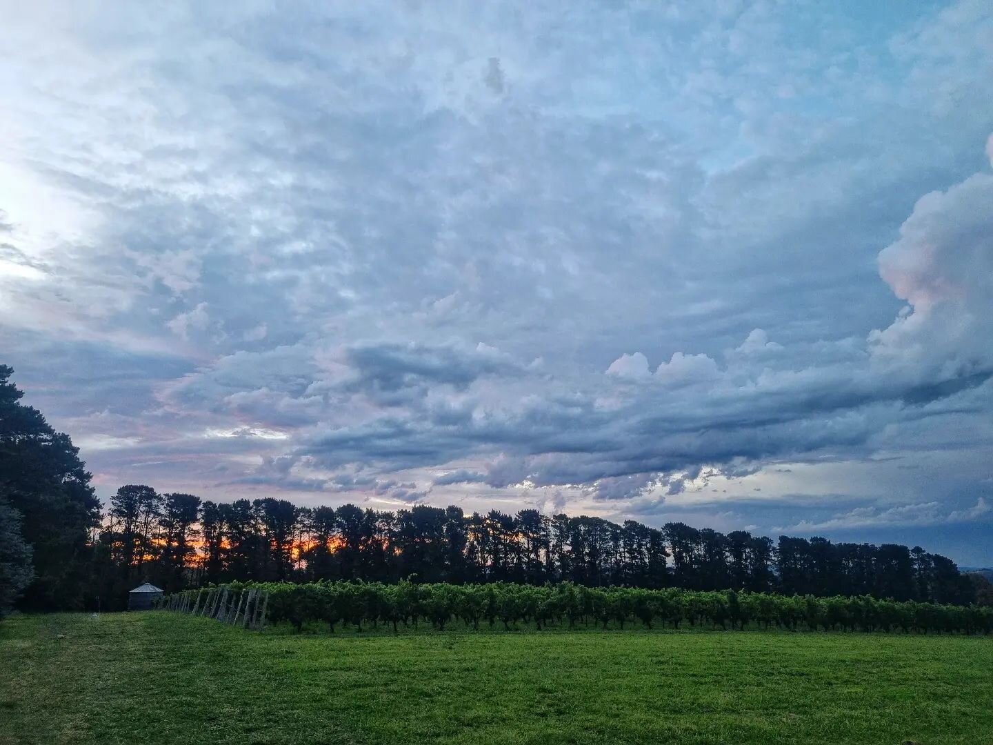 Late evening strolls around the Cabernet Franc.