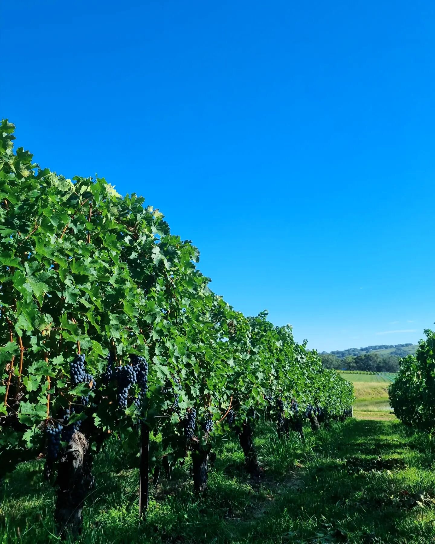 Cabernet Sauvignon basking in the morning sun. Have you ever seen a bluer sky?

Perfect ripening conditions, only a few weeks to harvest.