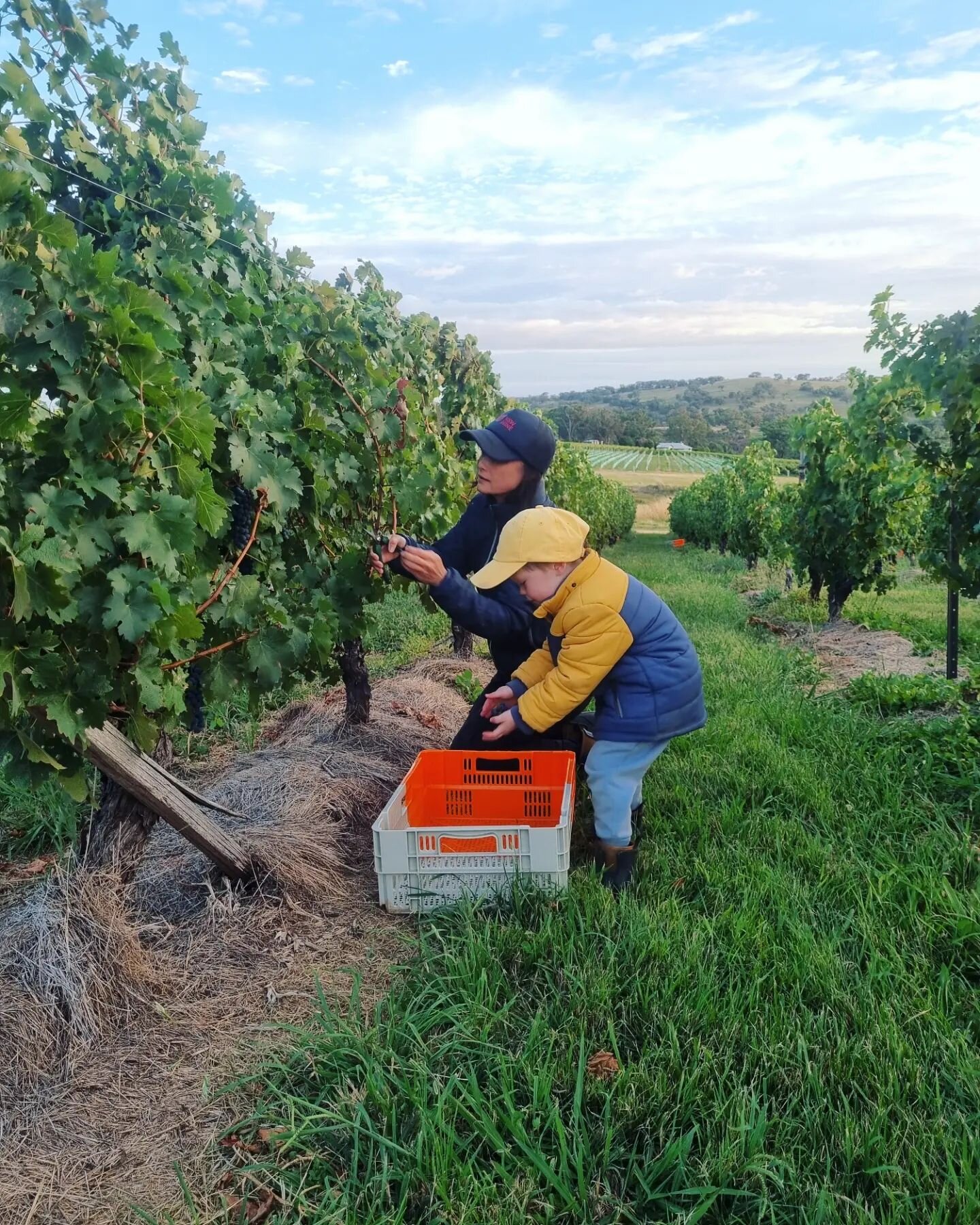 All hands on deck for our last pick. 

A vintage for the ages. 2024 harvest finishes with some beautiful Cabernet Sauvignon.