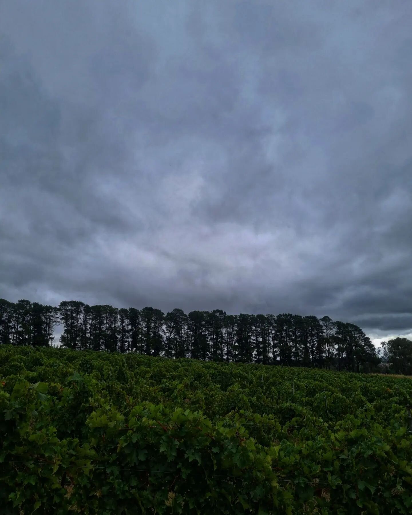 For weeks on end, we curse the clouds and shout bloody murder at passing flocks of birds. Now the grapes are picked we greet the rain like an old friend and delight in the afternoon birdsong.