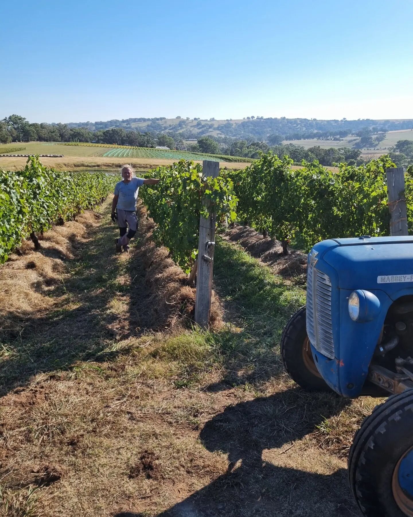 Two things that never break down, our 1962 Massey Ferguson tractor and our resident vineyard philosopher Graham. Both working hard this week mulching under our vines in preparation for the next growing season.

Picture 2: some new mulch vs. some vine