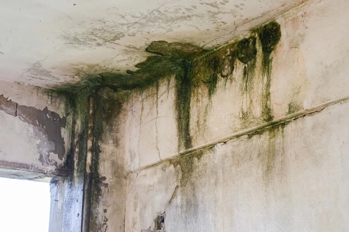 mold-damage-remediation.jpg