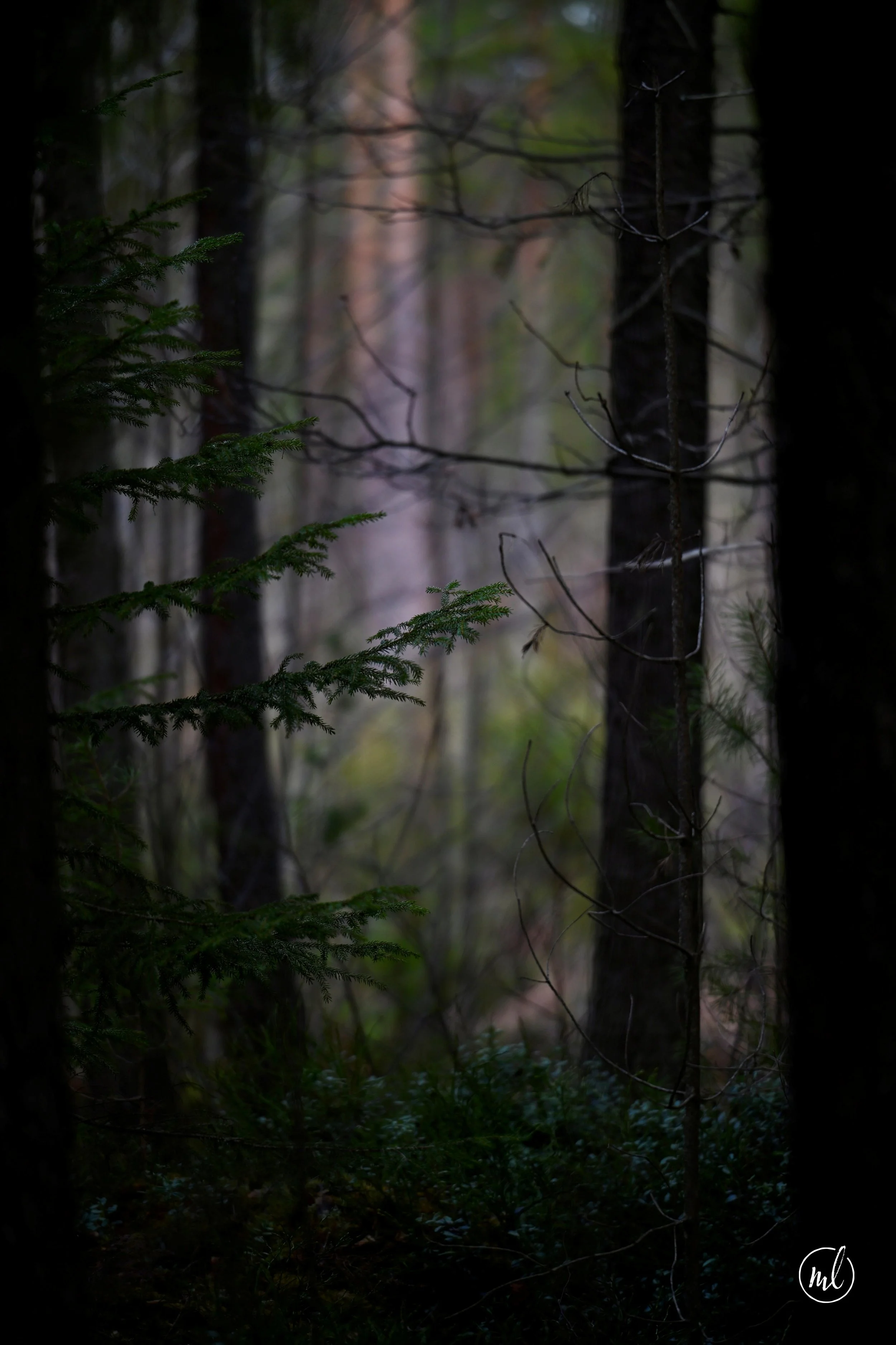 Gammelskogen…