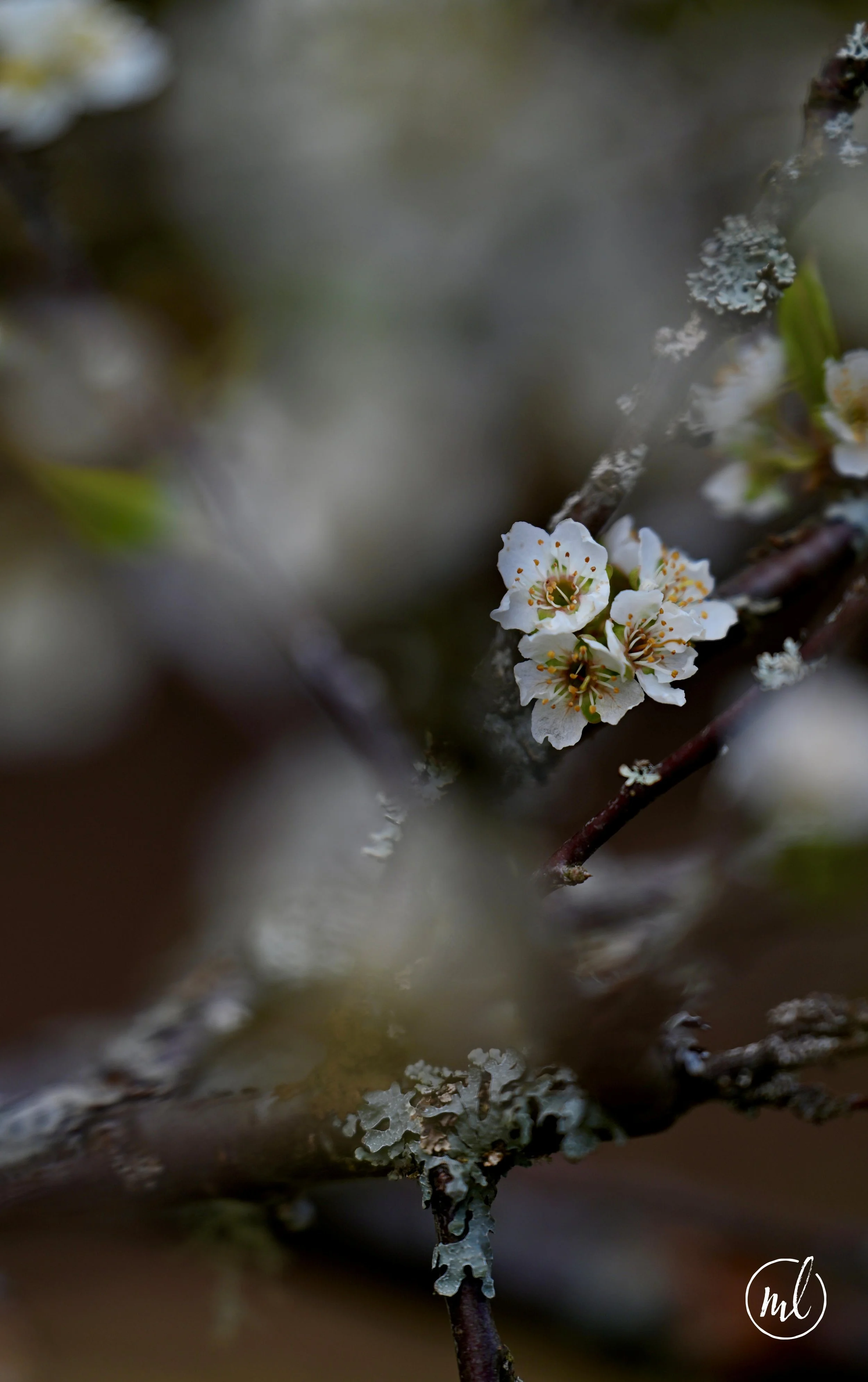 “Dreamy 2”…