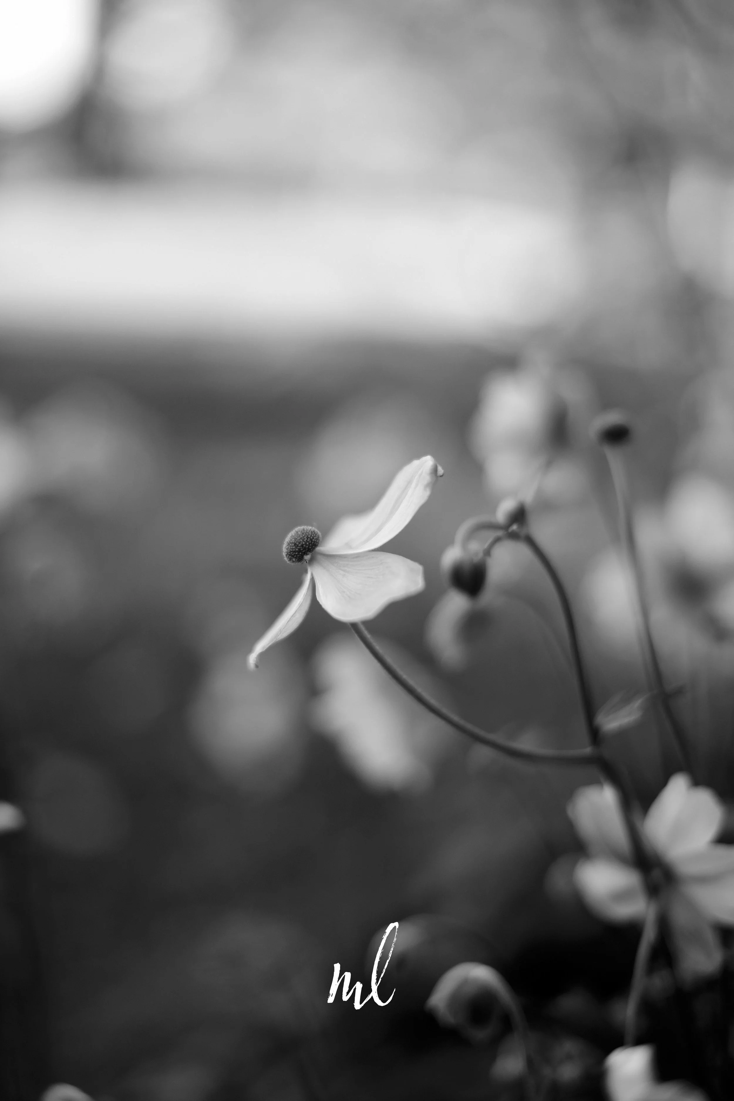 DSC_1516sv_greyscale_insta.jpg