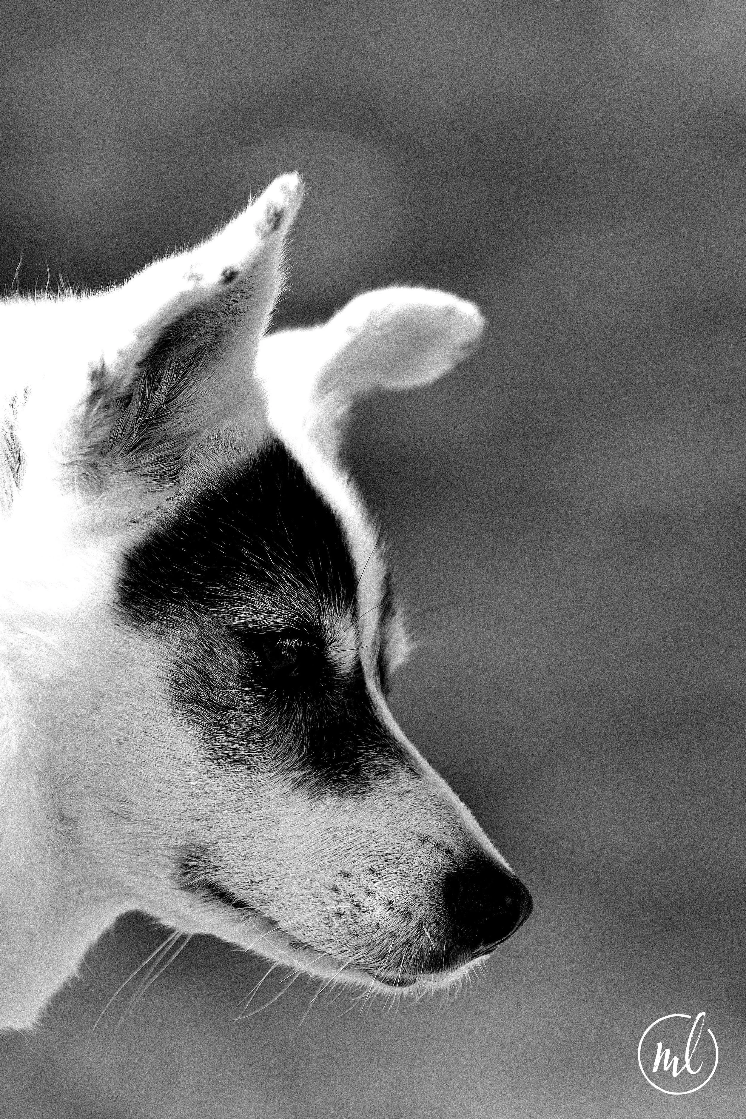 20260310_2282 2_rlogoright.jpg