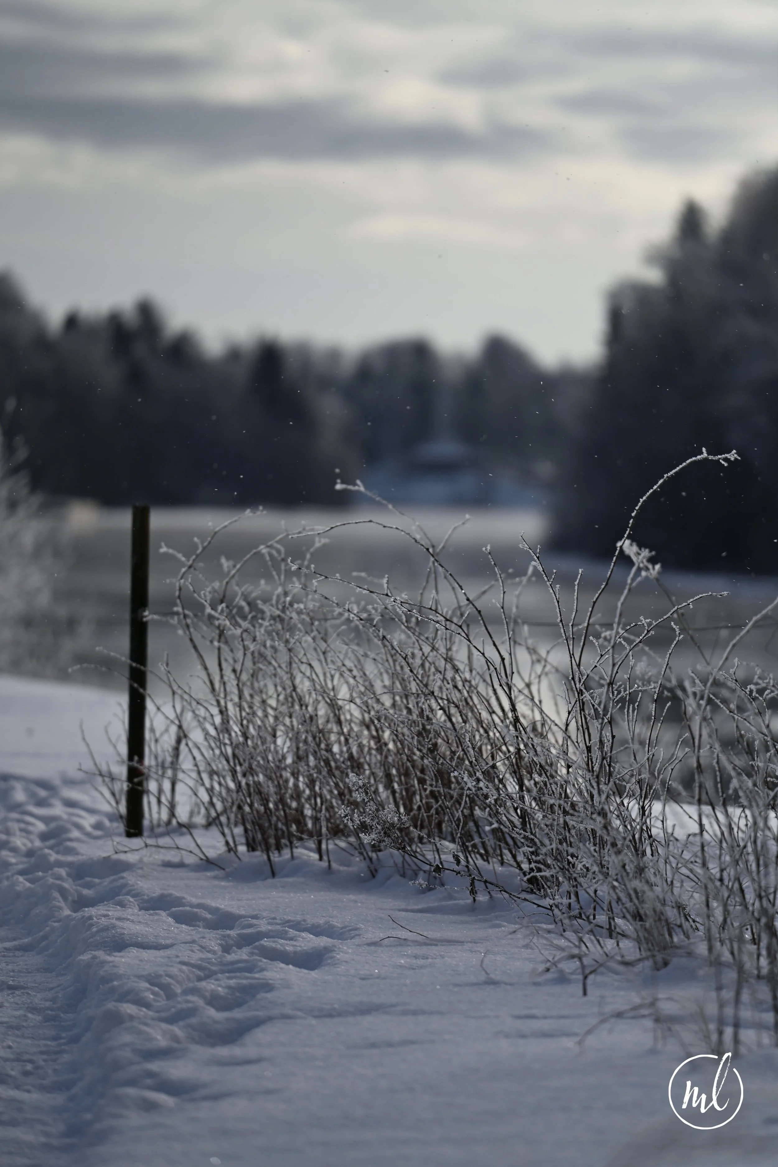 20260219_8251_rlogo 1.jpg