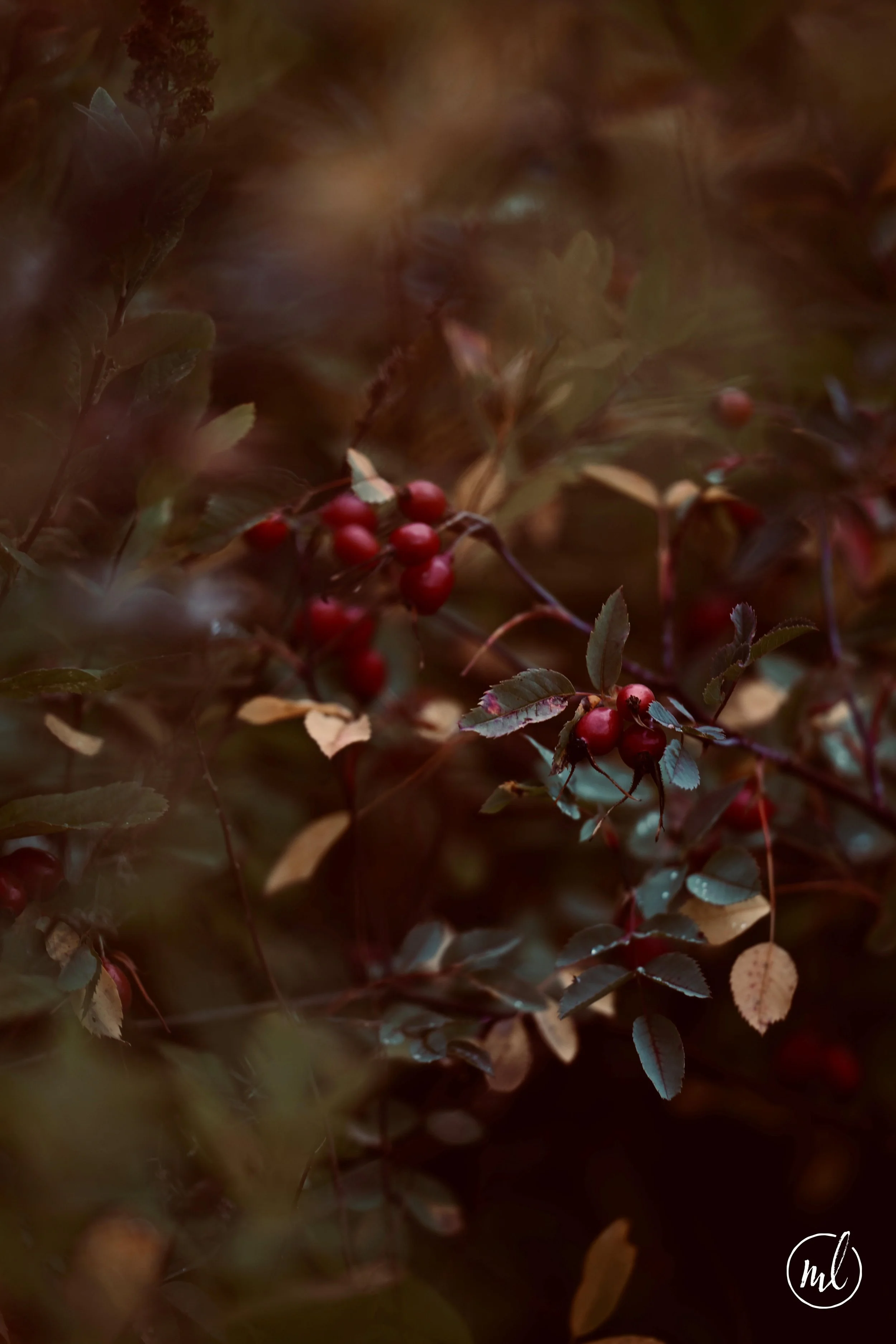 20260919_5120_rlogoright.jpg