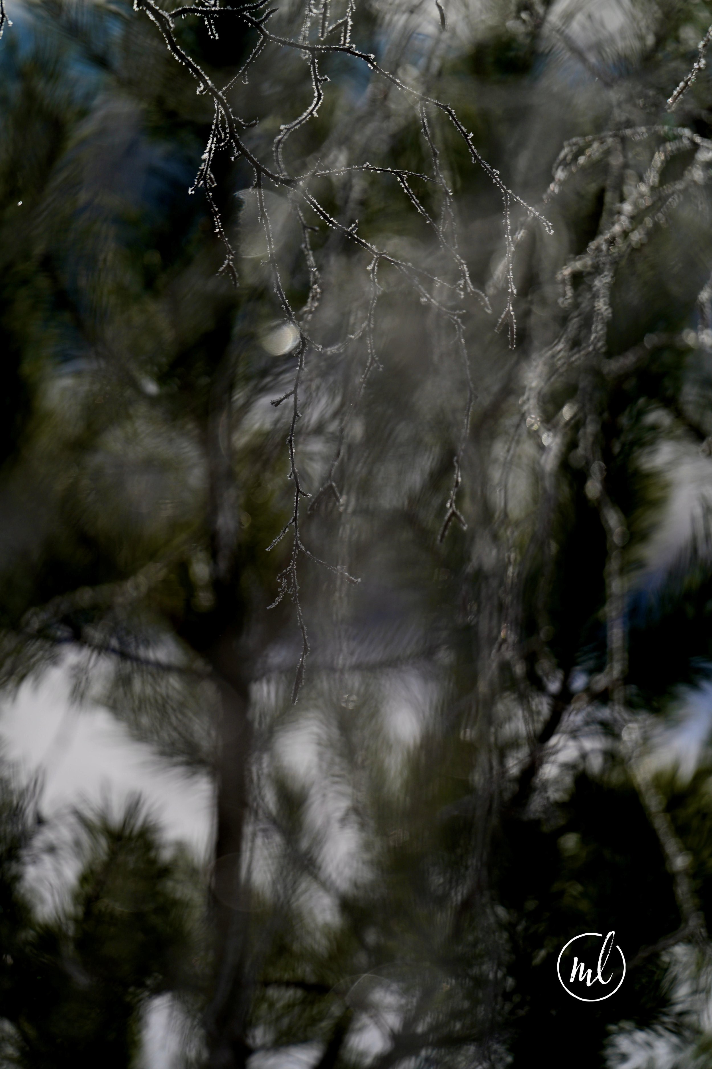 20260227_8100 1_rlogo.jpg