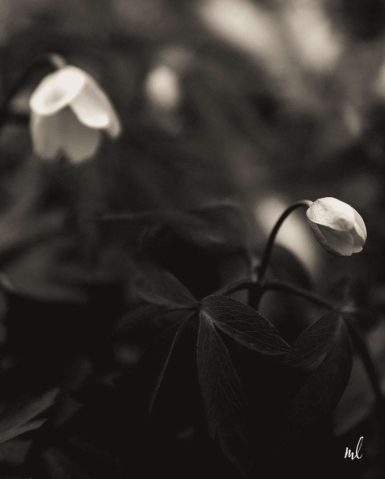 vitsippor_E5045b 1_logo.jpg