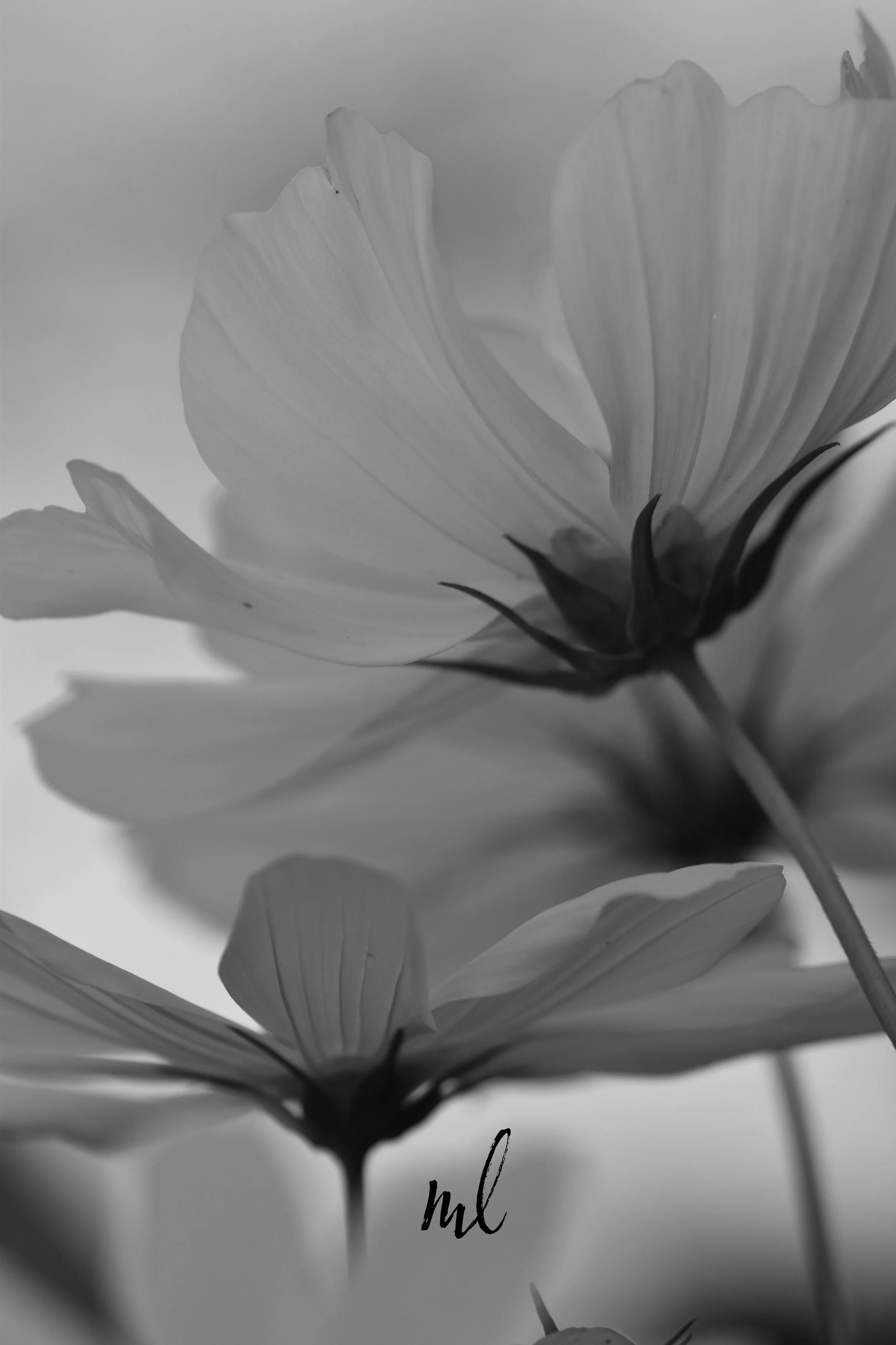 DSC_0074_greyscale_insta.jpg