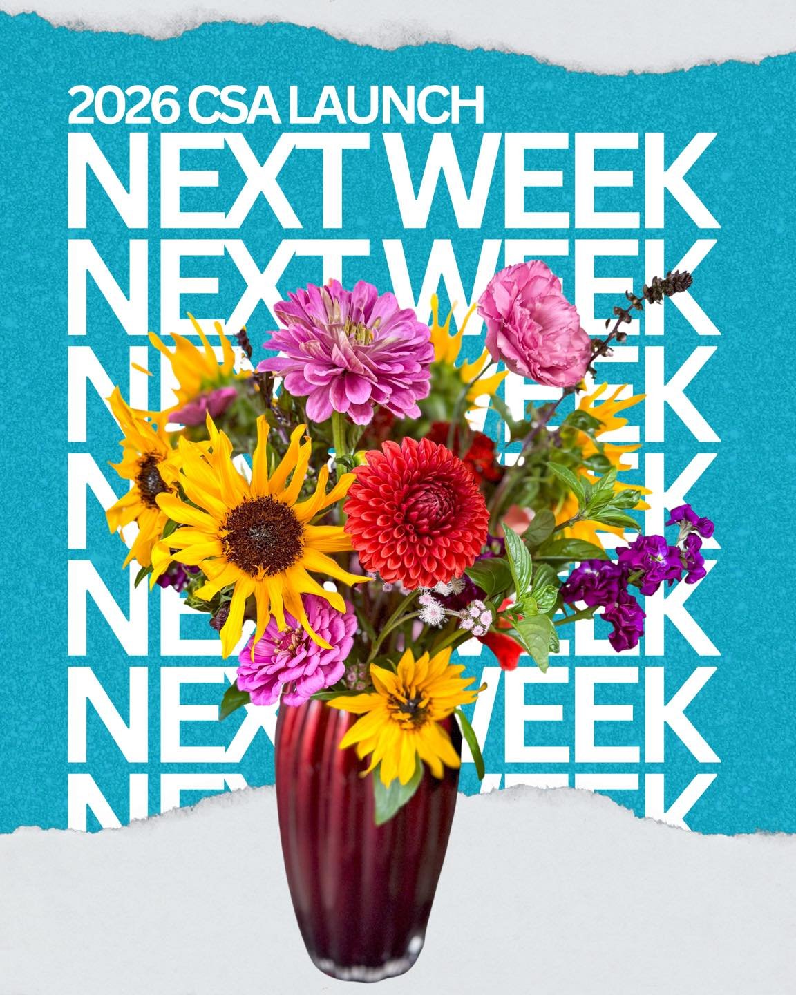 A lot of you have been asking us when our 2026 CSA will be available for purchase&hellip;💐

In case you missed our most recent newsletter, we&rsquo;re rolling it out next week and here&rsquo;s how we&rsquo;re doing it:

❀ Early next week, our 2025 C