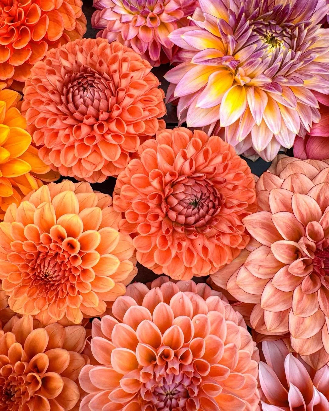 If you&rsquo;ve been around flower farming corners of the internet, you may have heard the phrase Dahlia Wars floating around lately, and if you haven&rsquo;t, here&rsquo;s the short version. 🌺

Dahlia Wars is basically the Black Friday equivalent f