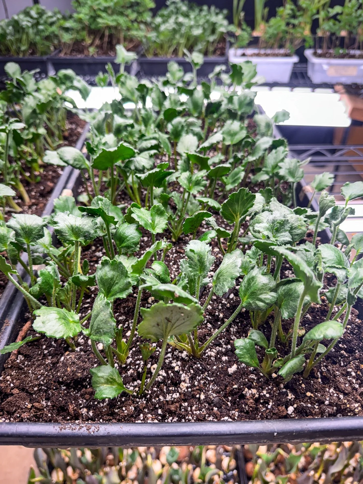 Sneaking away from Valentine&rsquo;s chaos for a second to geek out about something that&rsquo;s got us feeling very spring-forward 🌿✨

This week, our second succession of ranunculus is moving into the tunnel (hello, milder temps 🙌), and we&rsquo;r