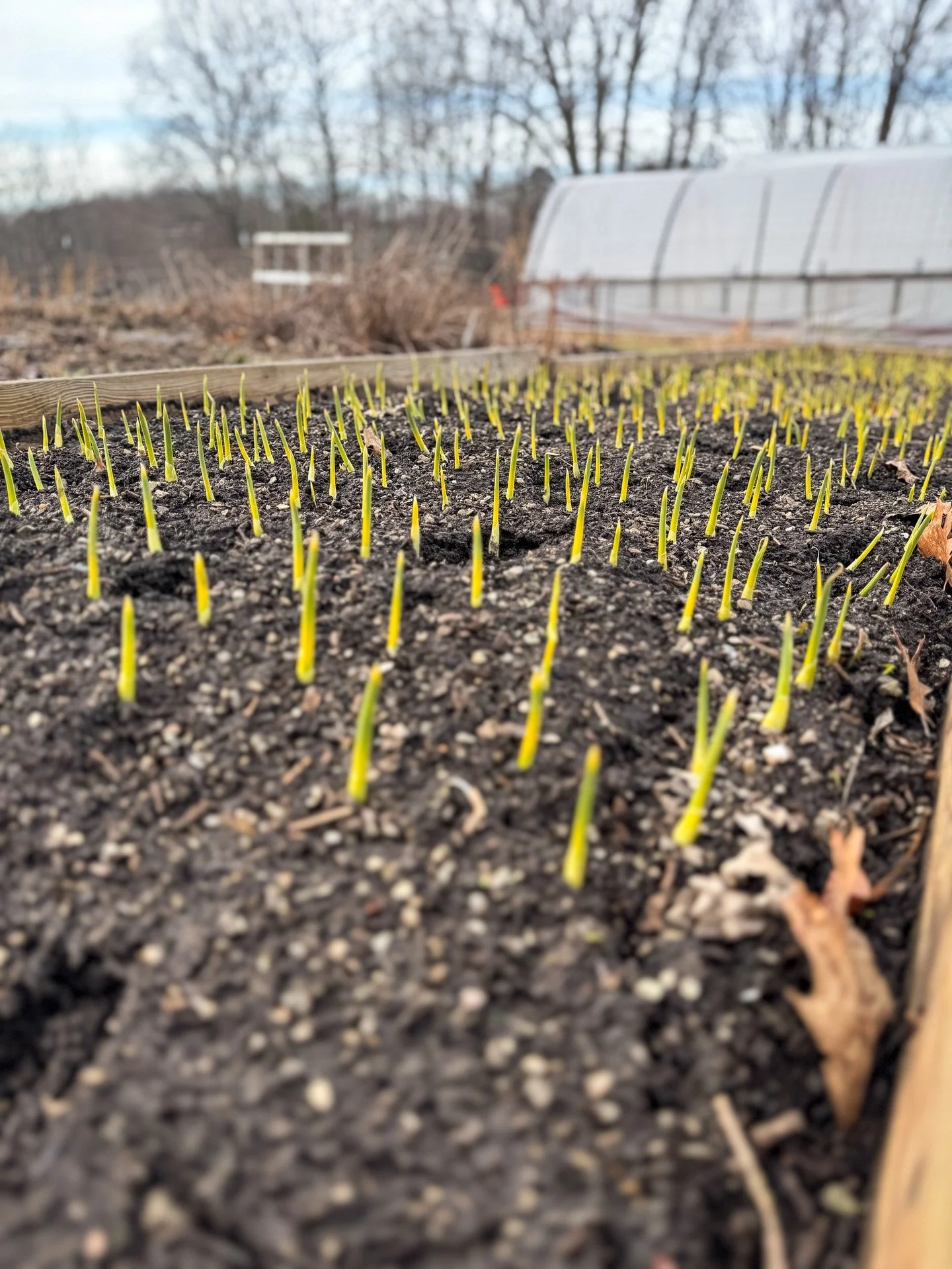 Hello March. we&rsquo;ve been waiting for you. 🌱

As we navigate another long Erie winter, seeing green pushing its way up through the ground feels like a miracle. It&rsquo;s still cold, still grey, but the earth knows what&rsquo;s coming.

Flowers 