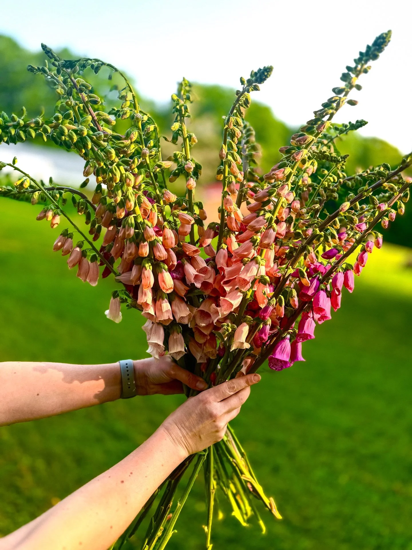 📷 from our camera roll: june

foxglove | it&rsquo;s the first day of spring which means we&rsquo;re that much closer to cool flowers like this - grown locally!

#foxglove #digitalis #locallygrownflowers #flowerfarmerflorist #supportlocalfarms