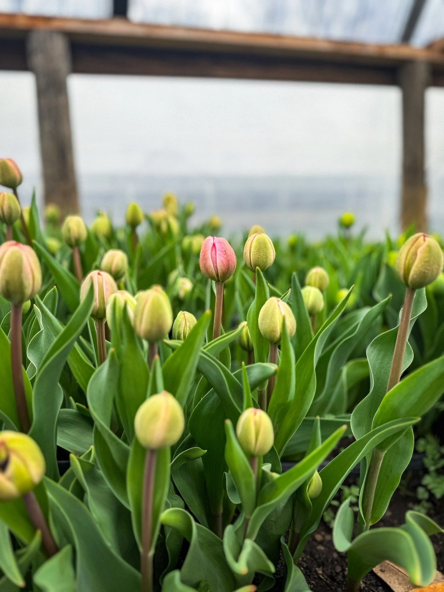 Every year there&rsquo;s this one moment where it finally feels real again.

The tulips are starting to color up in the greenhouse. Not open yet,  just that first blush of color coming through. But that&rsquo;s enough.

After a long offseason, I forg