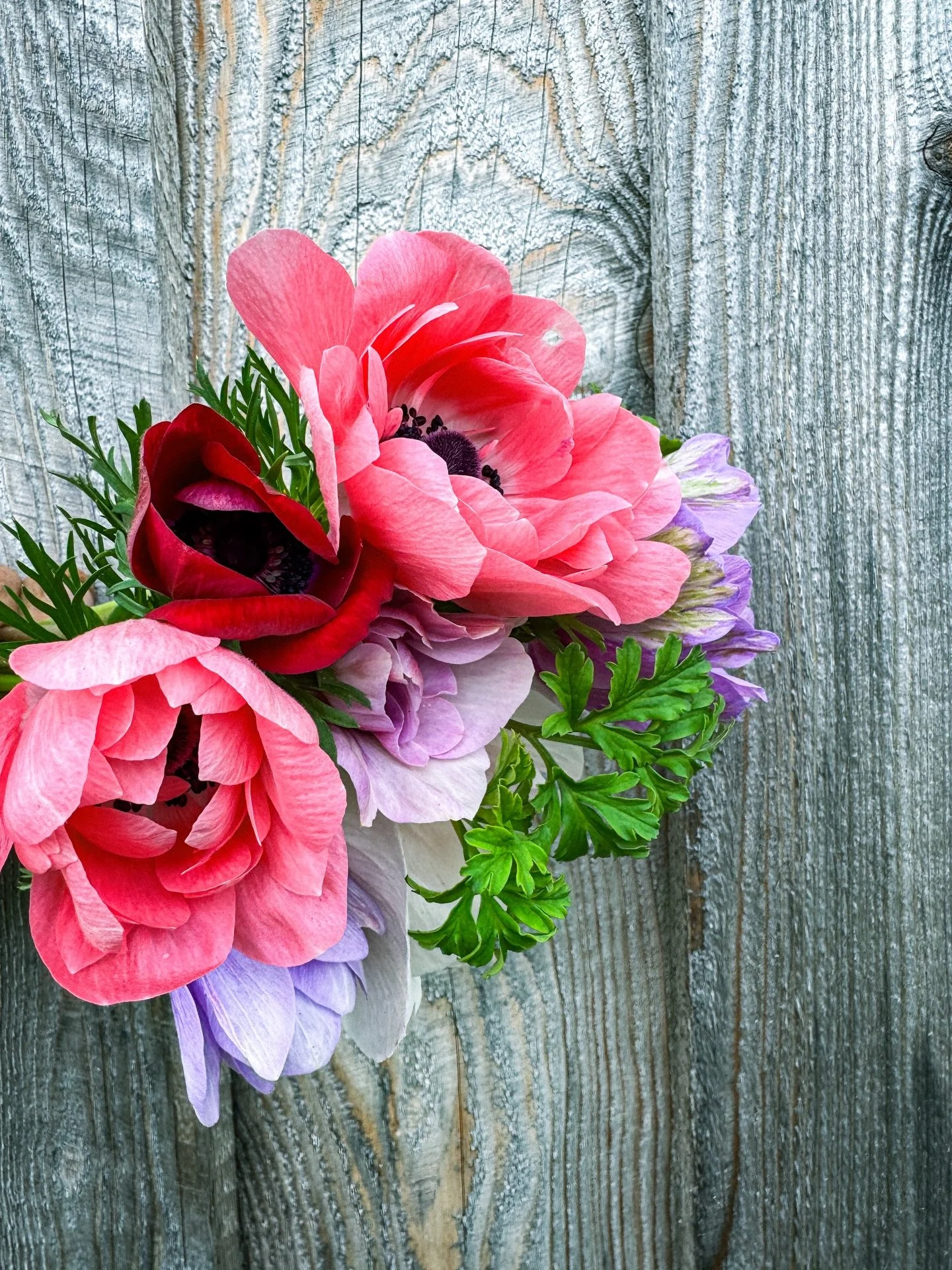 This week said: hold my watering can. 😅

Broken greenhouse equipment. Tulips blooming faster than expected thanks to the weather doing whatever it wants. And jumping headfirst into CSA season all at the same time.

Farming isn&rsquo;t always pretty 