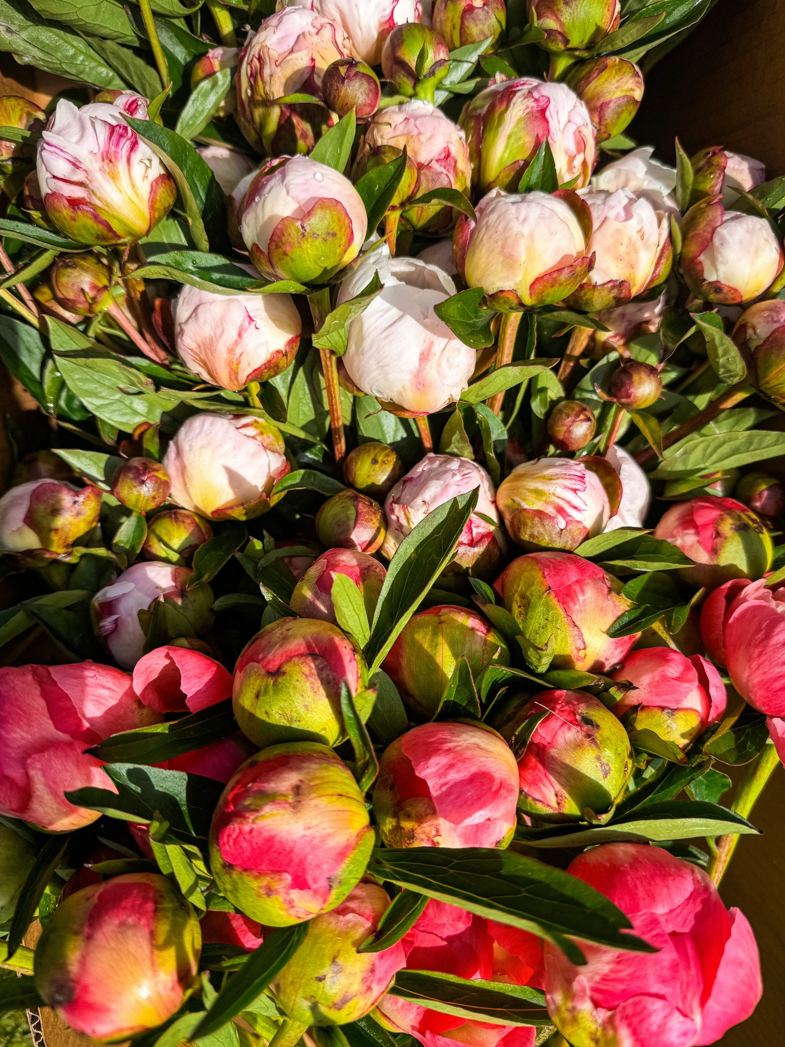 Peonies are here&hellip;👀

#flowerfarm #locallygrownflowers #peonies #springblooms #farmerflorist