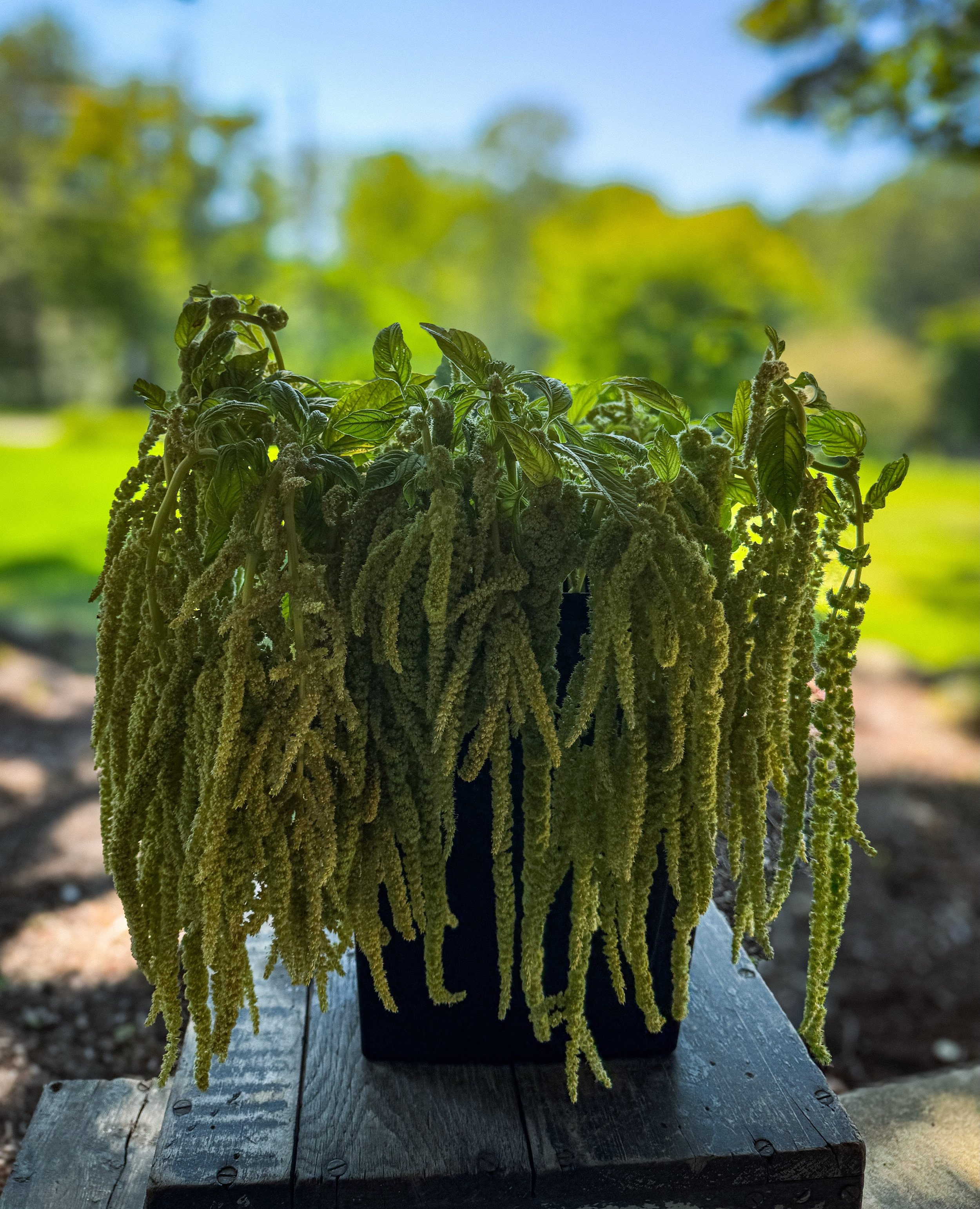 If it&rsquo;s eye-catching and unique, we&rsquo;re probably growing and designing with it. 💐

#amaranth #locallygrown #flowerfarm #yourfavorites #eriepa