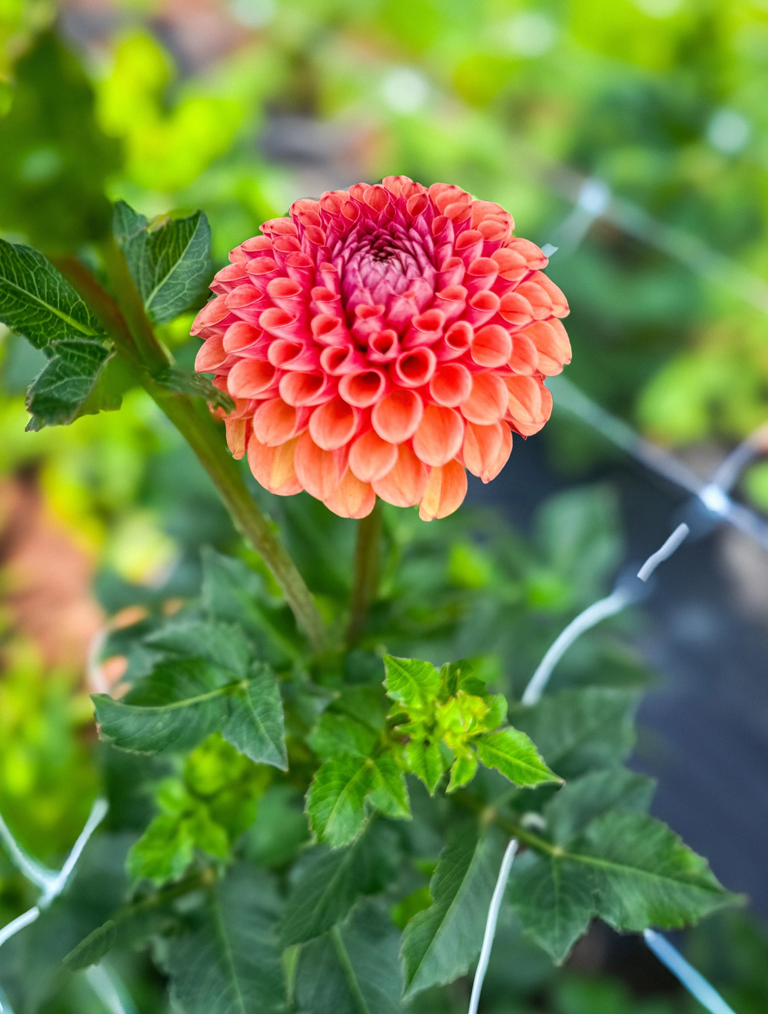 A full circle experience. 🌺 

This past spring, we hosted our first-ever workshop focused on growing dahlias from the ground up. Now, we&rsquo;re getting photos of those same plants covered in buds and blooms, and we have to say it&rsquo;s been real