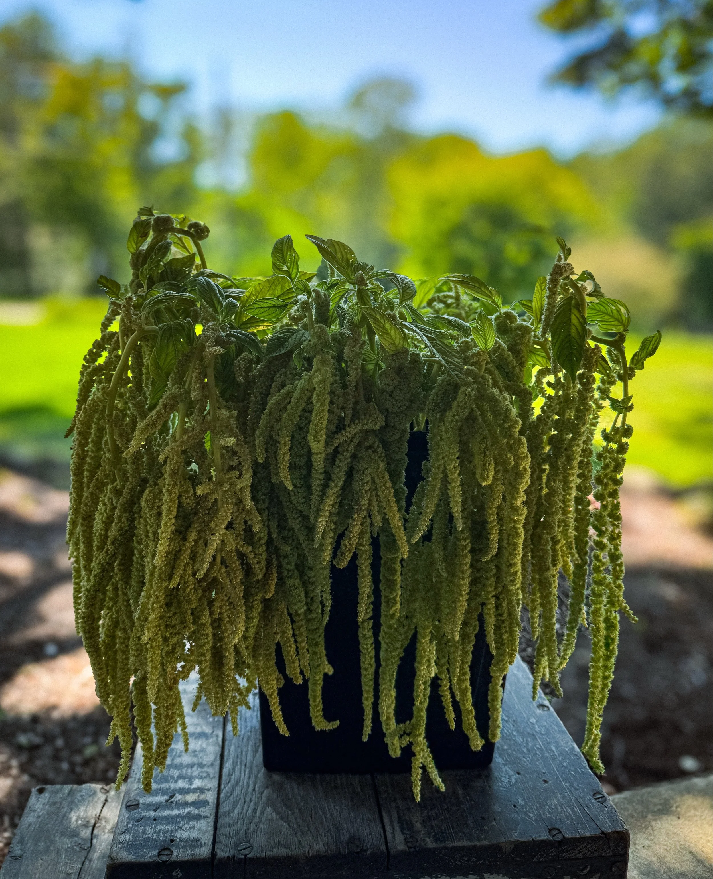 If it&rsquo;s eye-catching and unique, we&rsquo;re probably growing and designing with it. 💐

#amaranth #locallygrown #flowerfarm #yourfavorites #eriepa