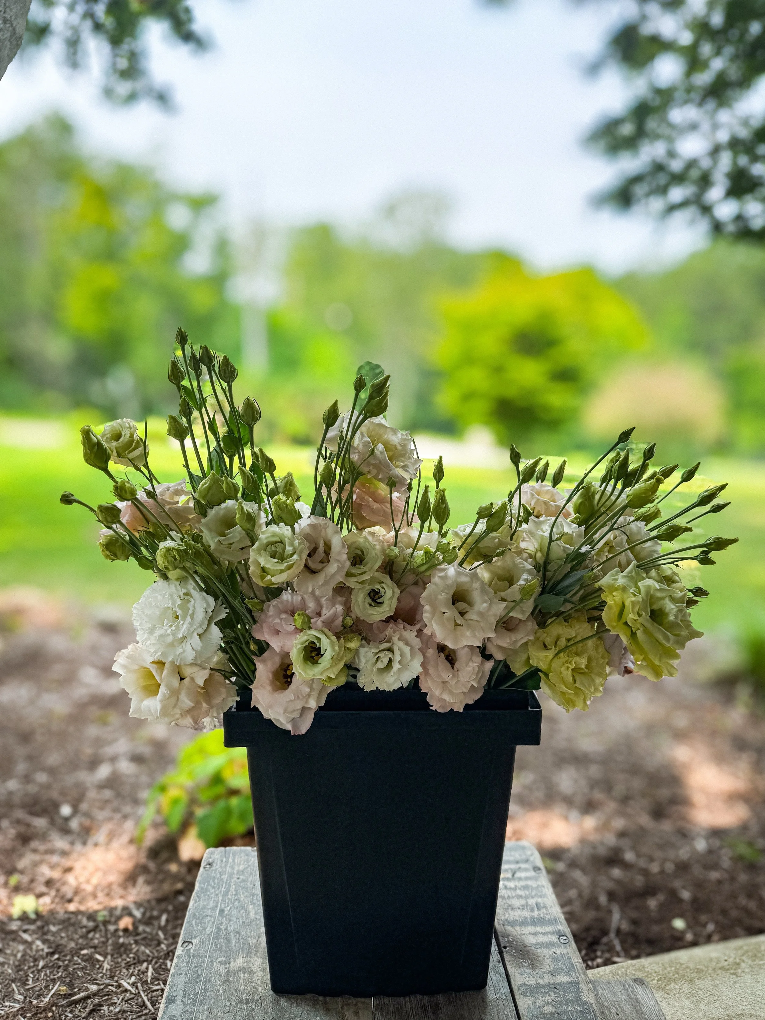 Some flowers are beautiful because they&rsquo;re rare. Others are beautiful because of what it takes to grow them.

While we grow many types of flowers here, every season on this farm has its &ldquo;signature&rdquo; flowers. In the spring, it&rsquo;s