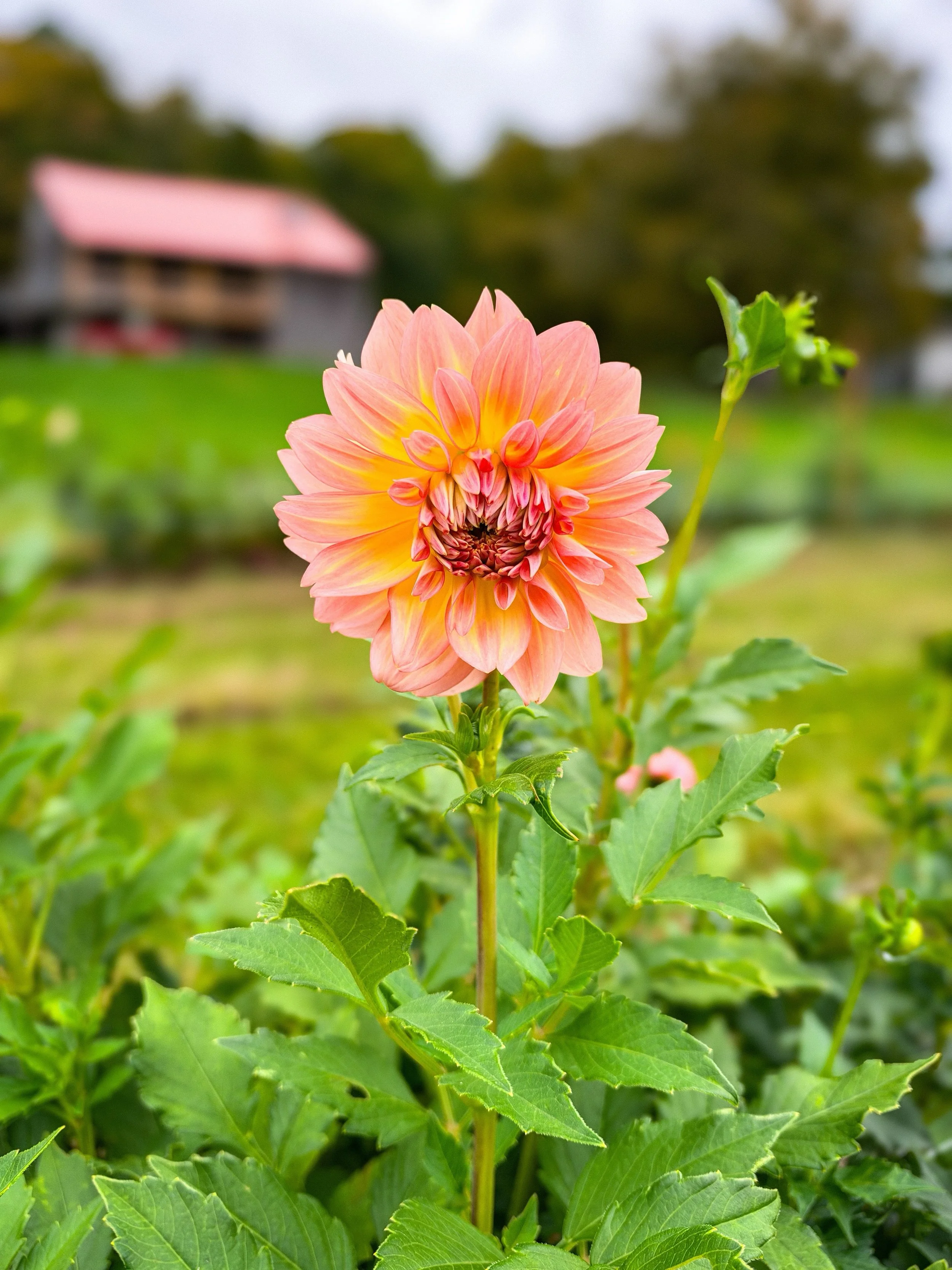 We&rsquo;ve grown a lot of dahlias. Getting to say &ldquo;we bred this one&rdquo; is a first. 💐

Meet our first-ever dahlia bred here at Bella&rsquo;s Blooms! We&rsquo;re not professional breeders by any means, but we&rsquo;re pretty proud of this o