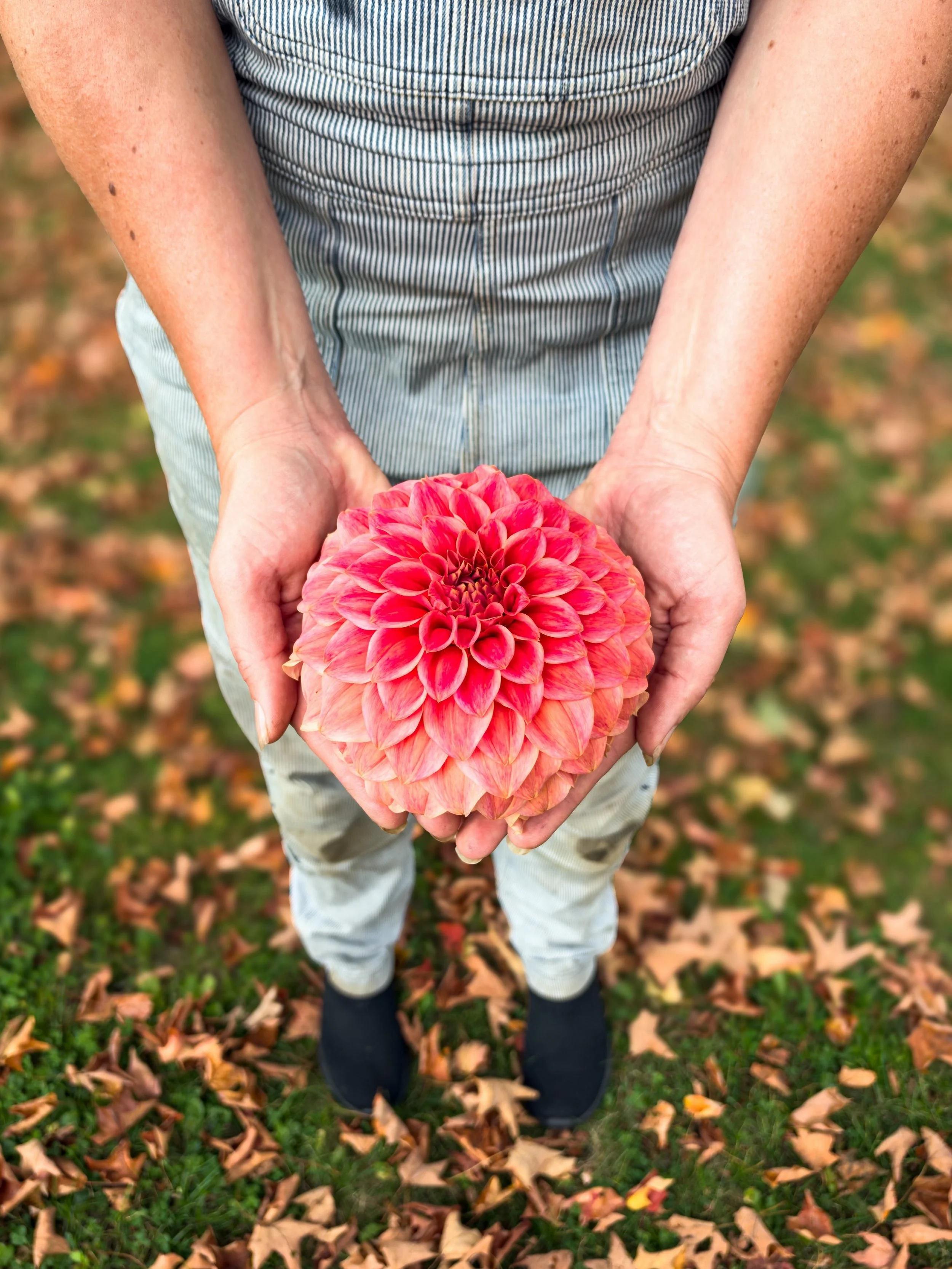 The beauty of it all. 💐

#dahlia #fallflowers #locallygrown #flowerfarm #beautyofitall