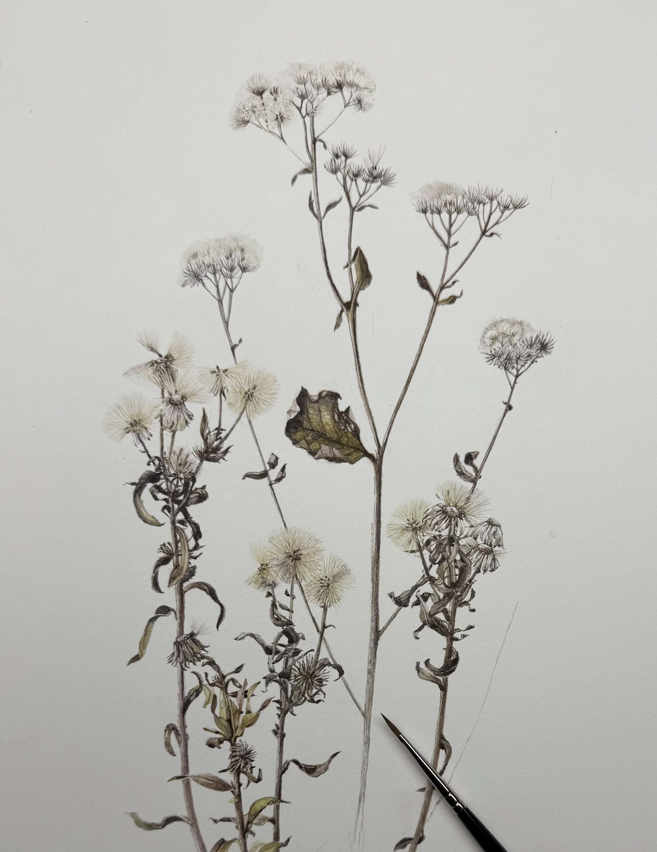 Botanical Painting (McGuffey Art Center)