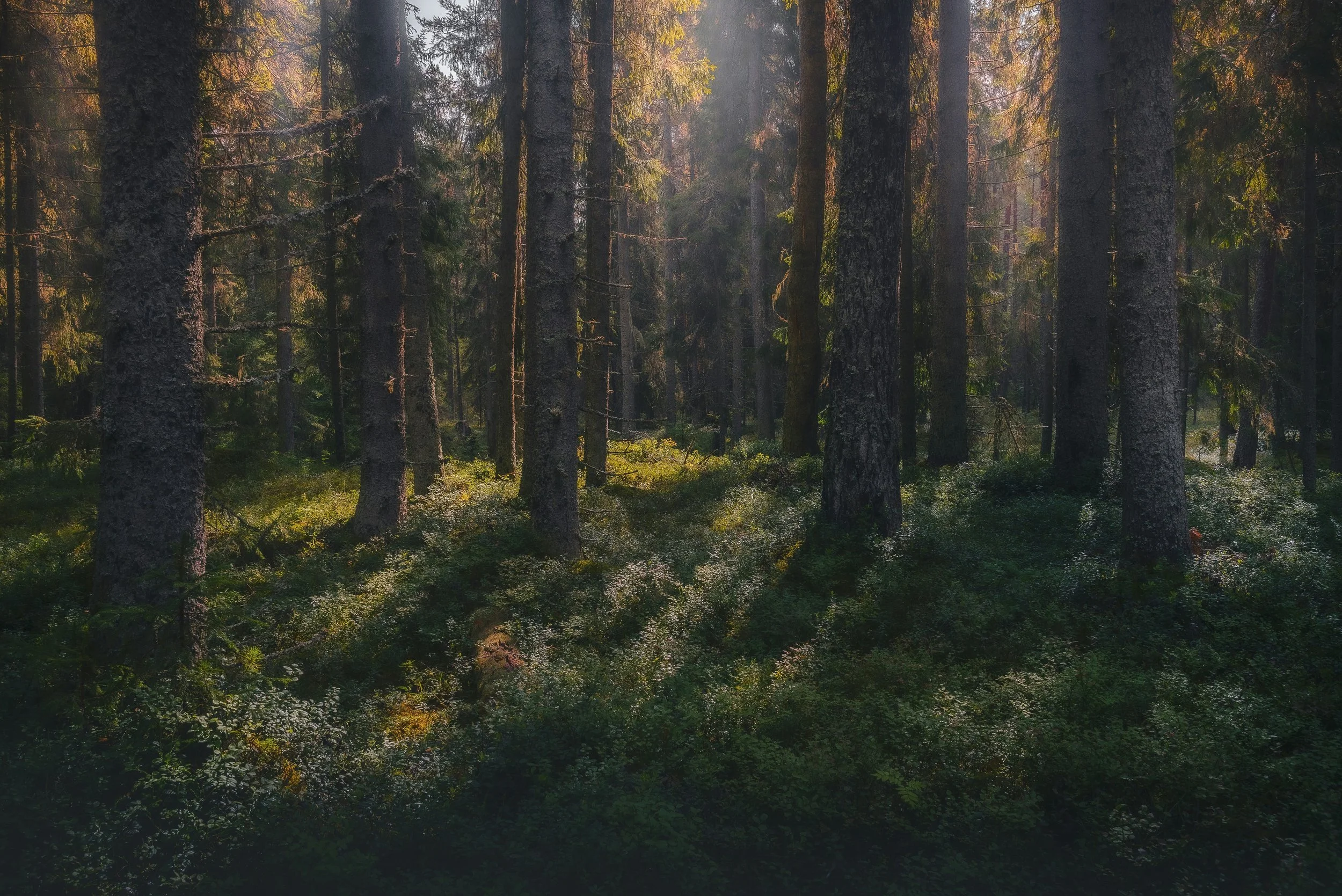 // SOMMERARBEITSPHASE 2026