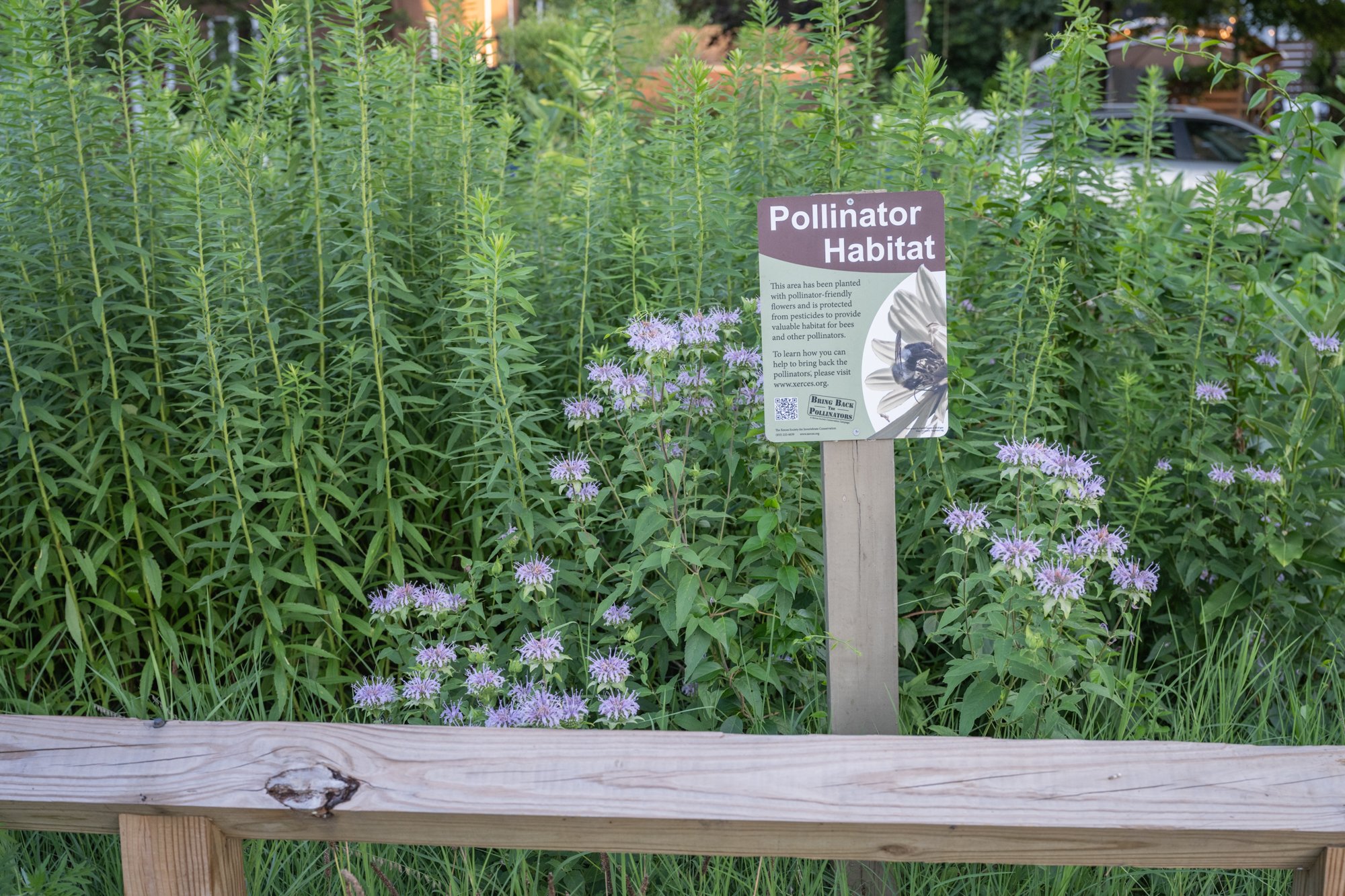 A garden bed with tall green plants and purple flowers. A sign reads 'Pollinator Habitat' with information about the plants being pollinator-friendly.