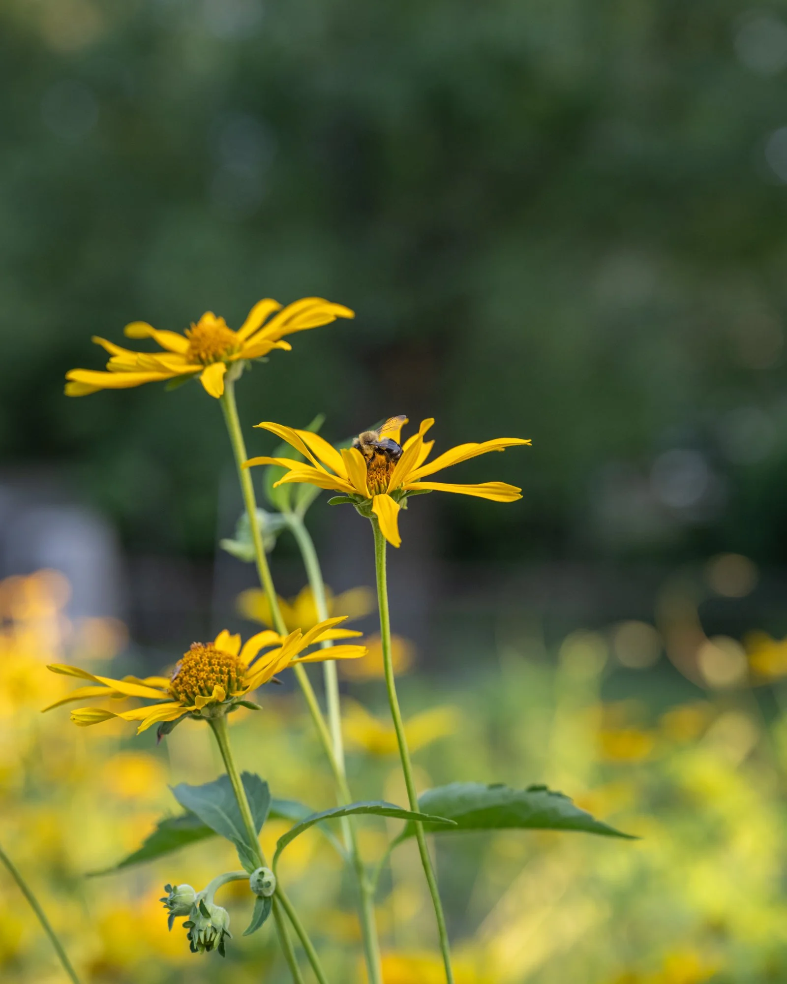 Yellow flowers with green leaves and a bee collecting nectar on one of the petals, blurred background with sunlight and greenery.