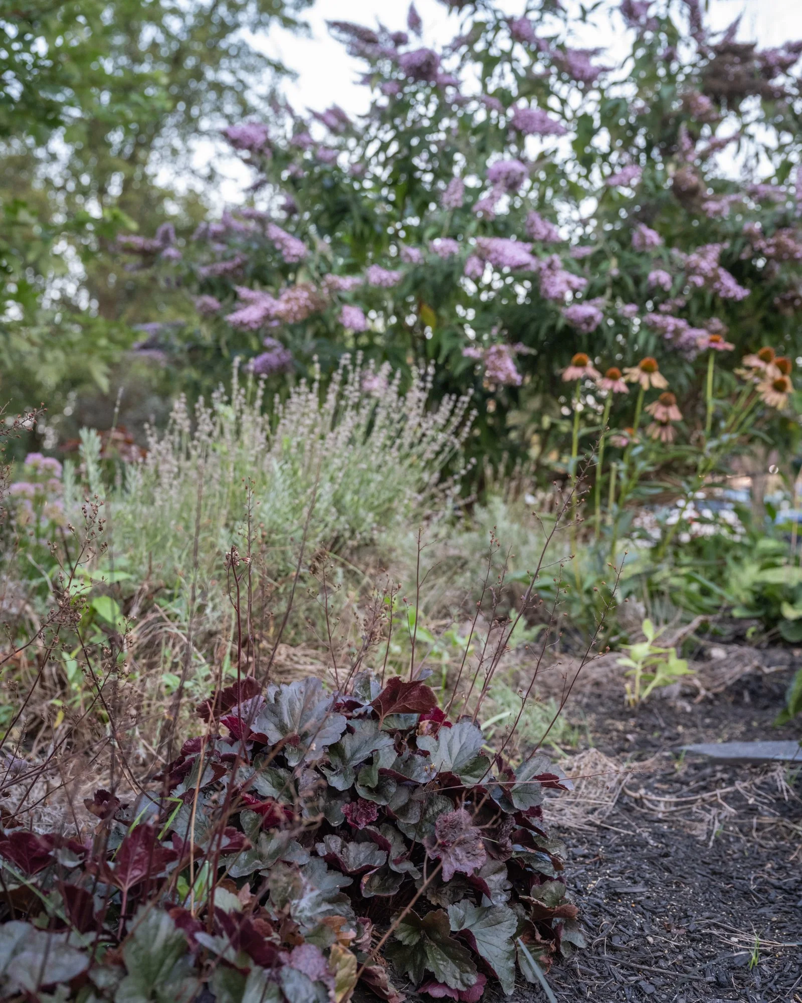 A garden with a variety of purple and pink flowers, including a bush with purple flowers in the background and reddish-brown leafy plants in the foreground.