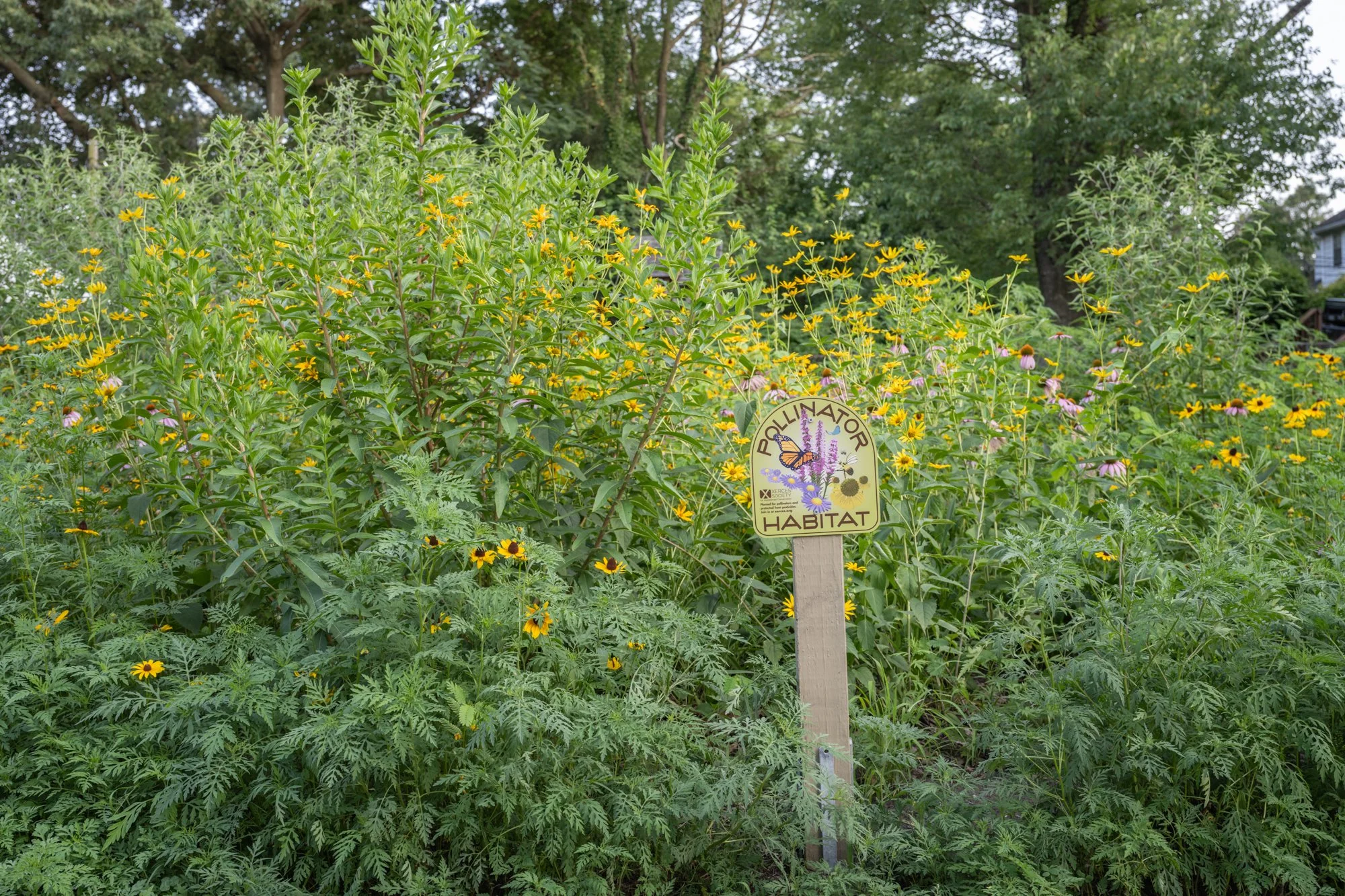 A garden filled with yellow and purple flowers, with a sign that reads "Pollinator Habitat" in the foreground. Tall green plants and trees are in the background.