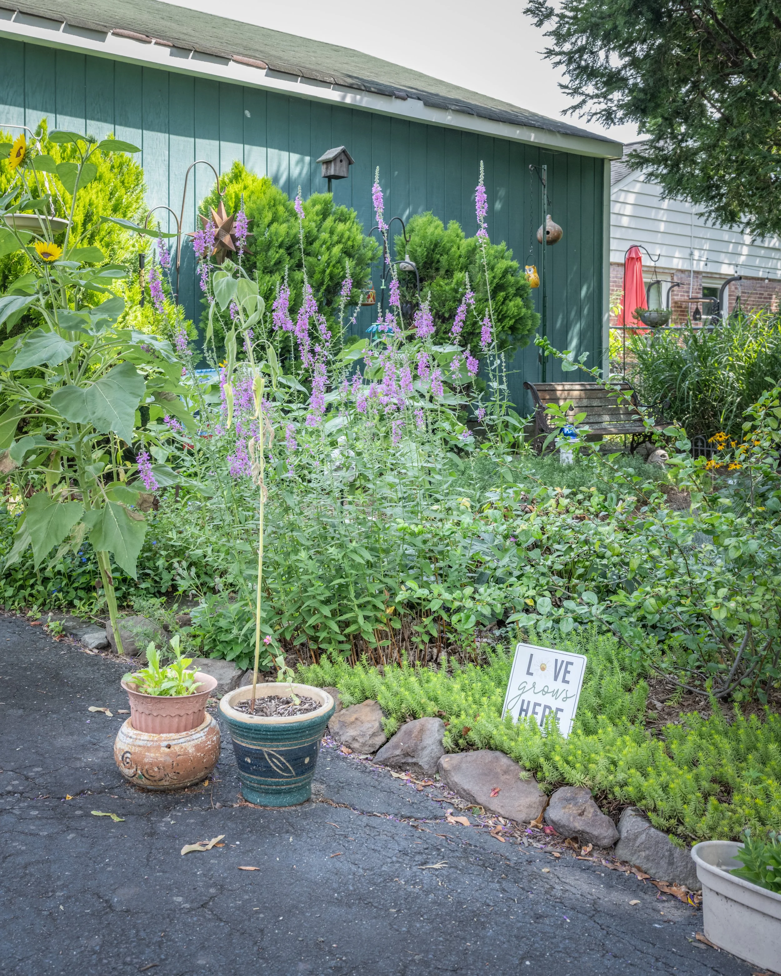 Garden with potted plants, purple flowers, green bushes, a bench, a decorative sign that reads 'Love grows here,' and a green shed in the background.