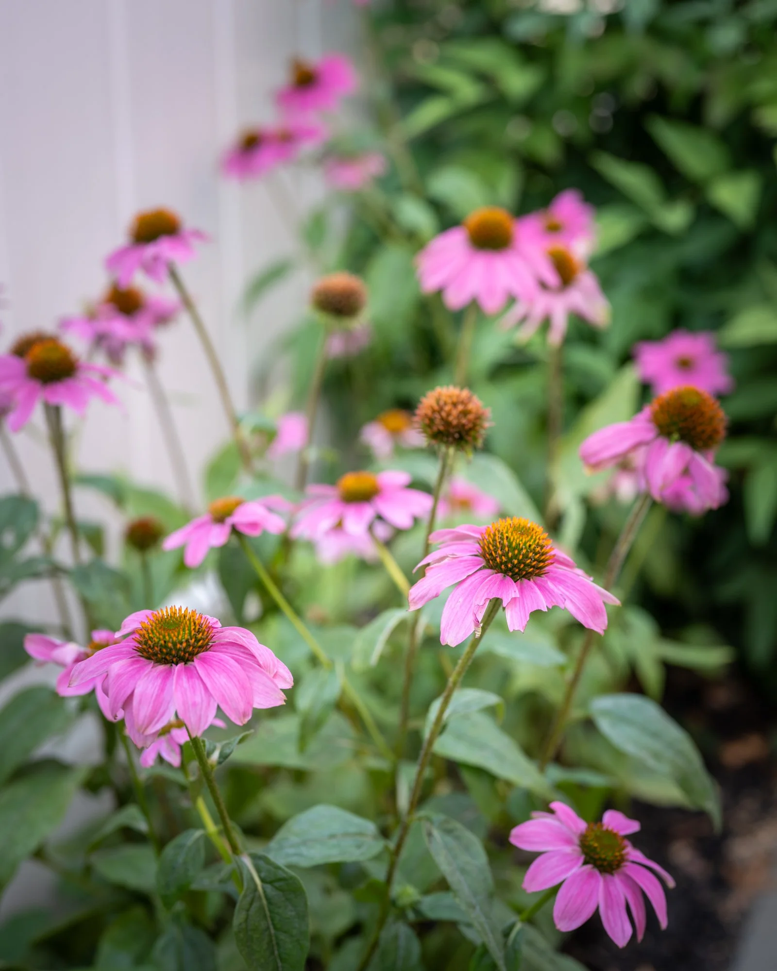 Pink coneflowers blooming in a garden with green leaves and dark soil.