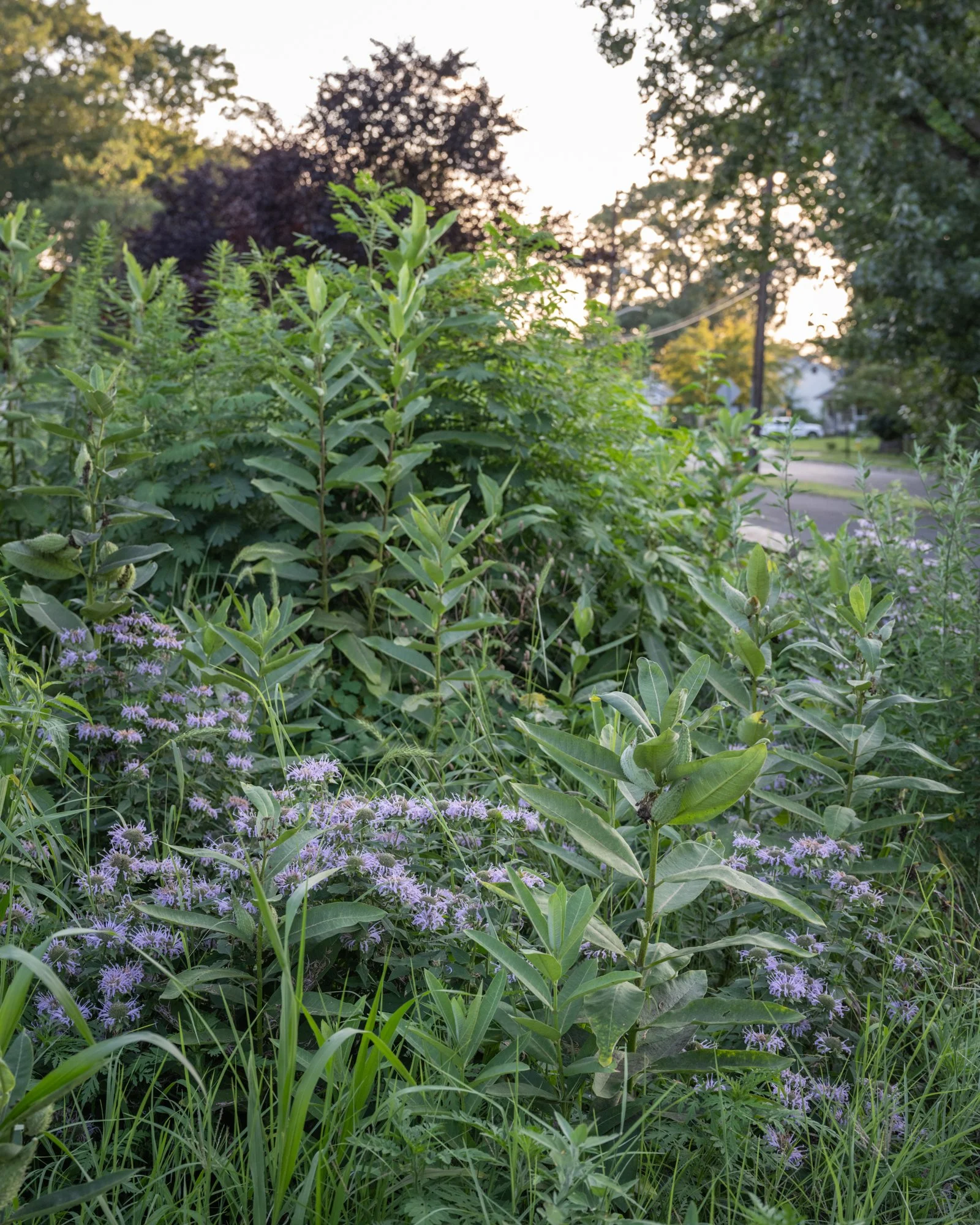 A lush garden with tall green plants and purple flowers in the foreground, and trees, utility poles, and a residential street in the background.