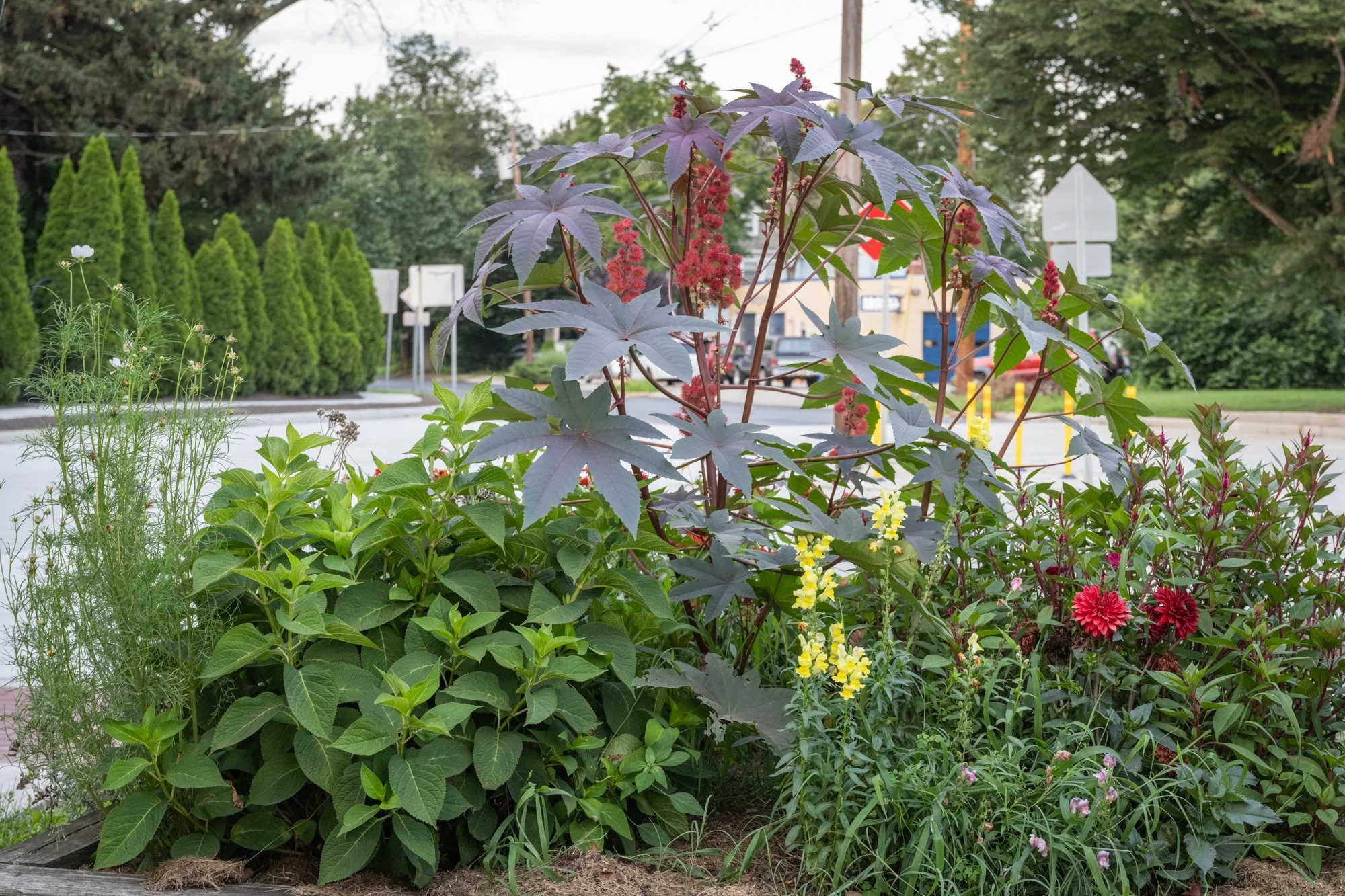 A lush garden with various green plants and colorful flowers, set against a suburban street with trees, houses, and parked cars in the background.