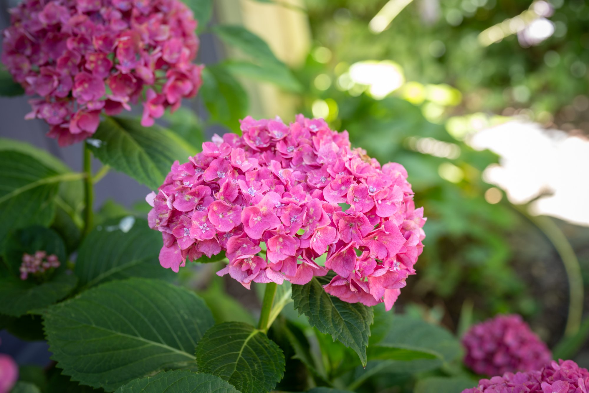 Close-up of pink hydrangea flowers with green leaves, blurred background of sunlight and foliage.