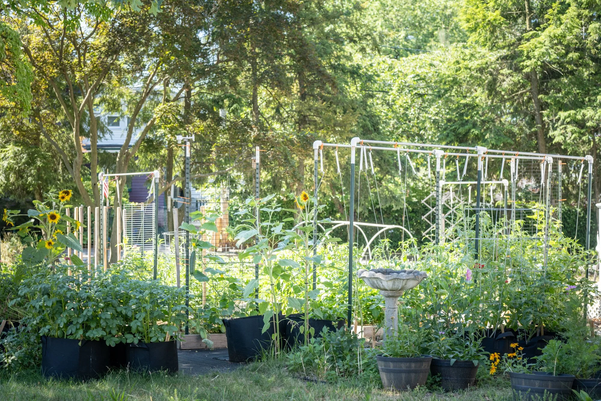 A lush garden with various plants, sunflowers, and potted greenery. In the background, there are tall trees with dense green foliage, and a white trellis with climbing plants. The garden is sunny with clear skies.