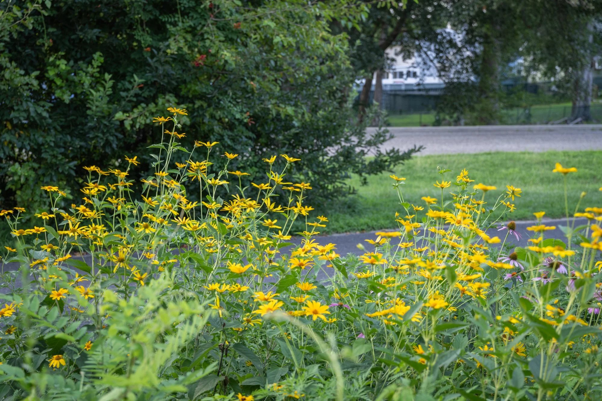 Yellow flowers in a garden with a road and trees in the background.