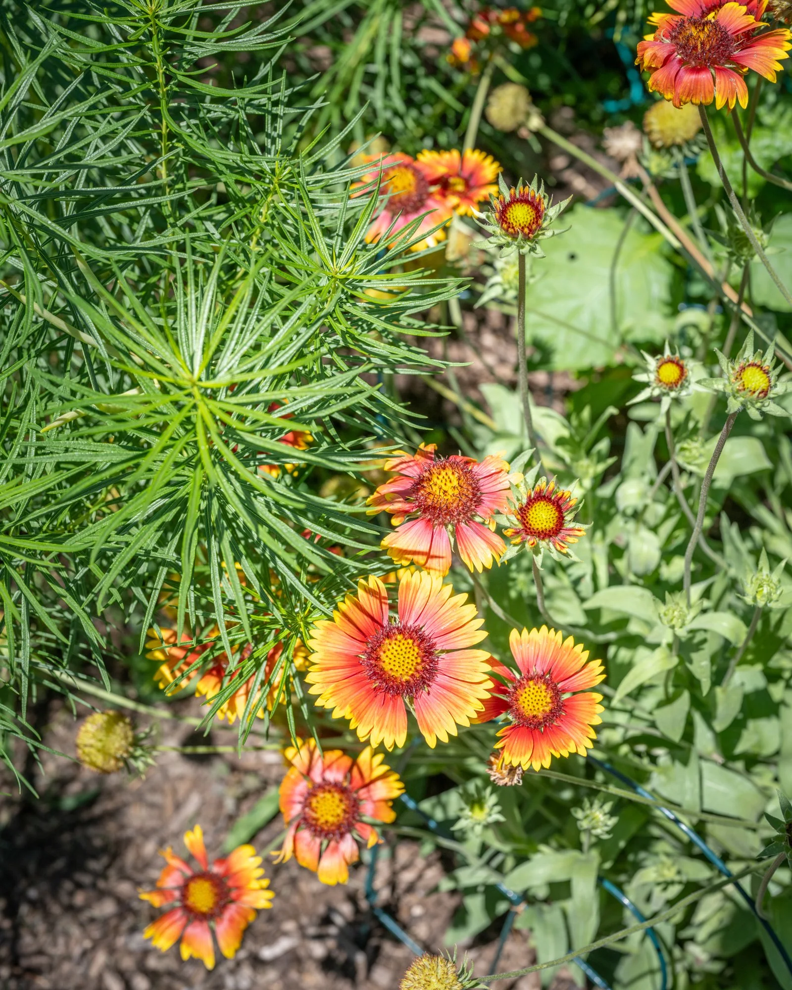 Close-up of orange and yellow flowers with dark centers, surrounded by green foliage and some small green buds.