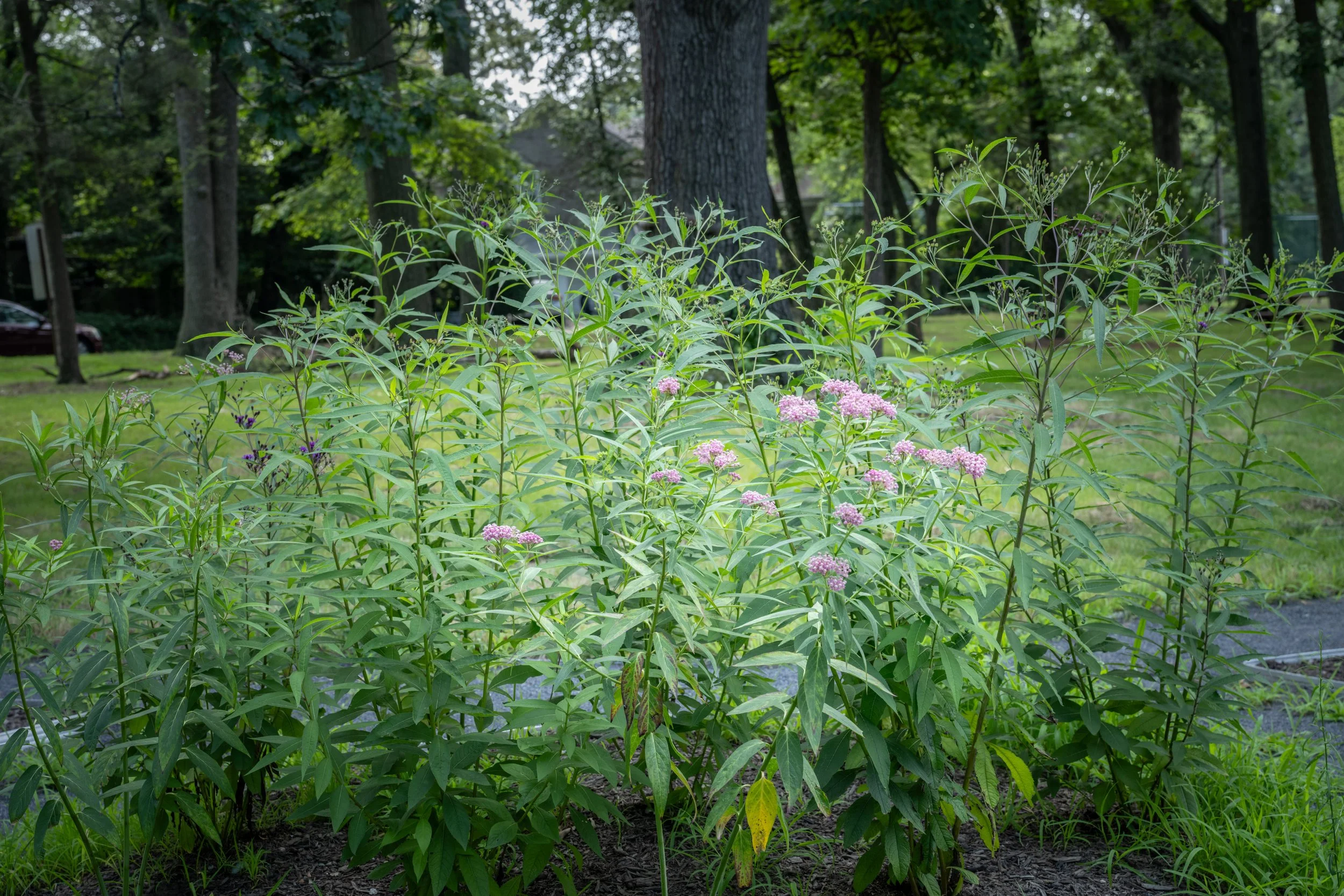 Purple and pink flowering plants in a wooded area with trees and grassy background.