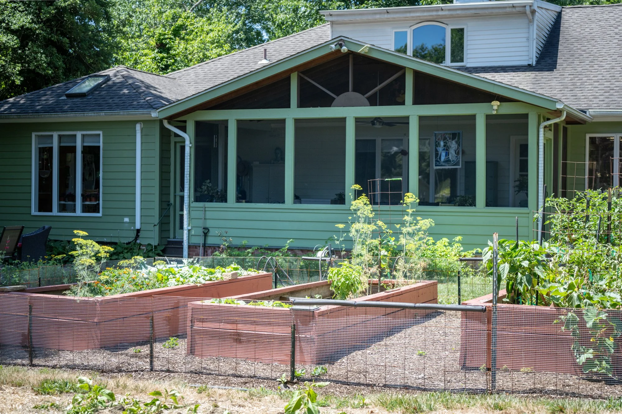Backyard vegetable garden with young plants, raised beds, and a green house attached to a house with white siding and large windows, surrounded by trees.