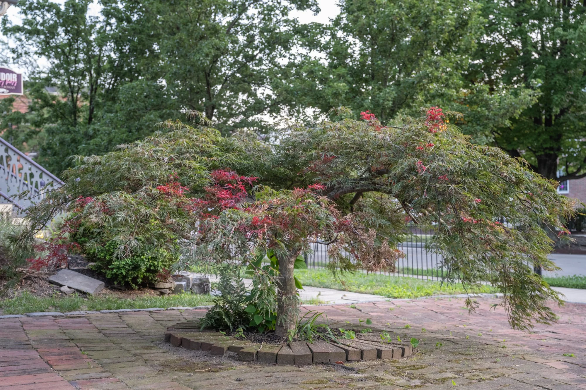 A small ornamental tree with green and red leaves in a landscaped yard, surrounded by brick paving and mulch, with a green lawn and tall trees in the background.