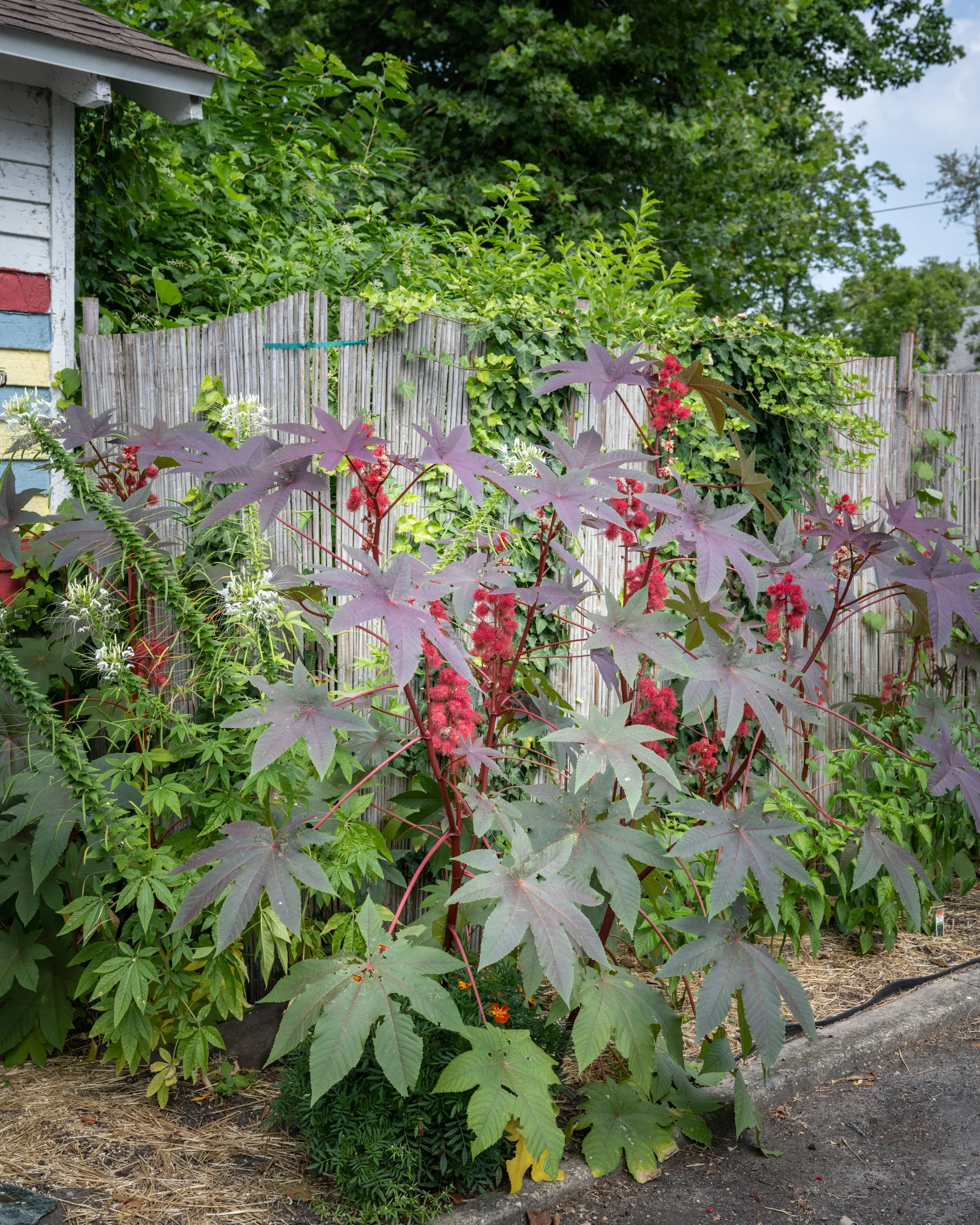 A garden with dense green foliage and tall purple and red plants in front, with a wooden fence and part of a house visible on the left side of the image.