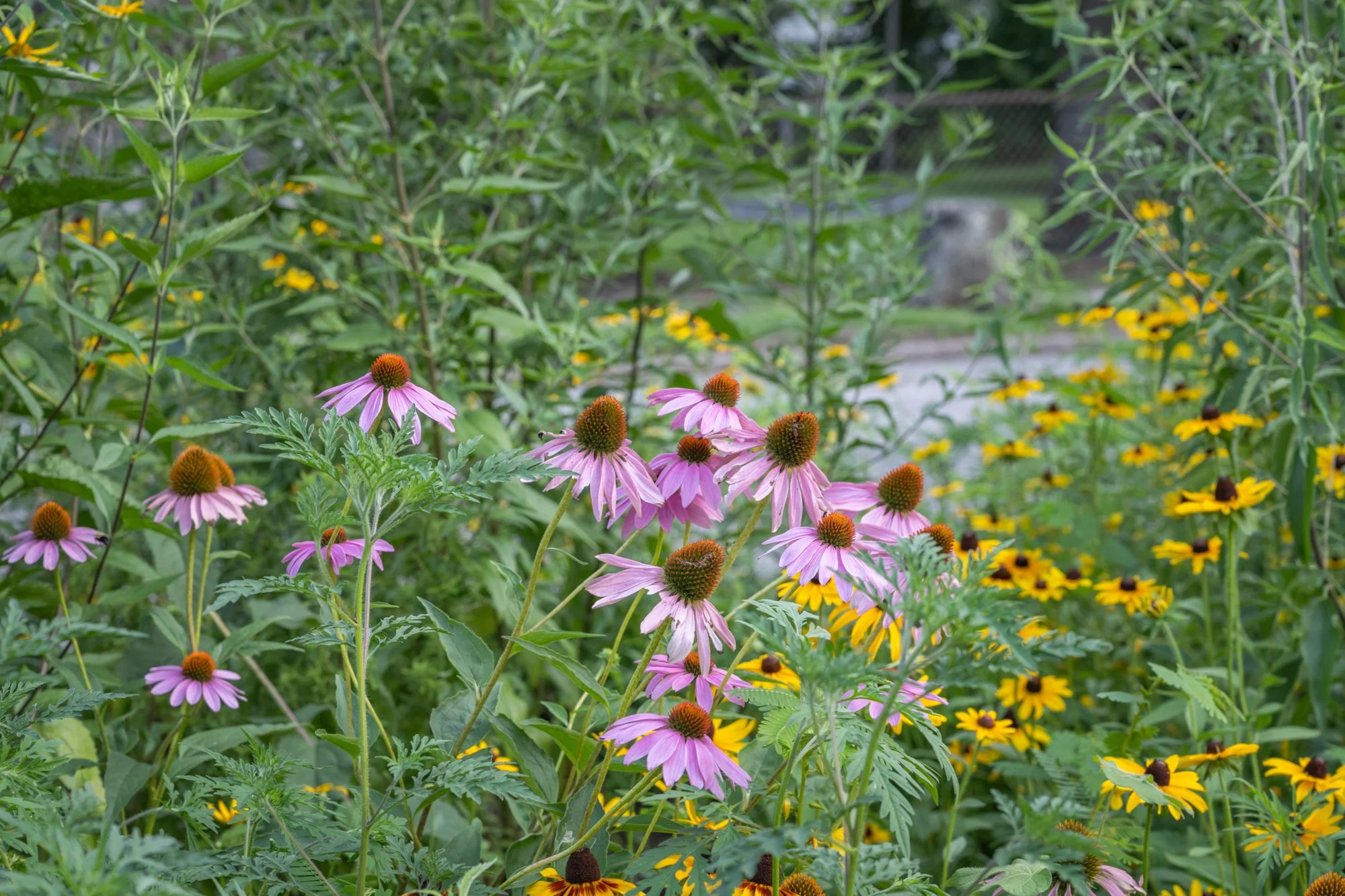 A garden with pink coneflowers and yellow flowers among green foliage.